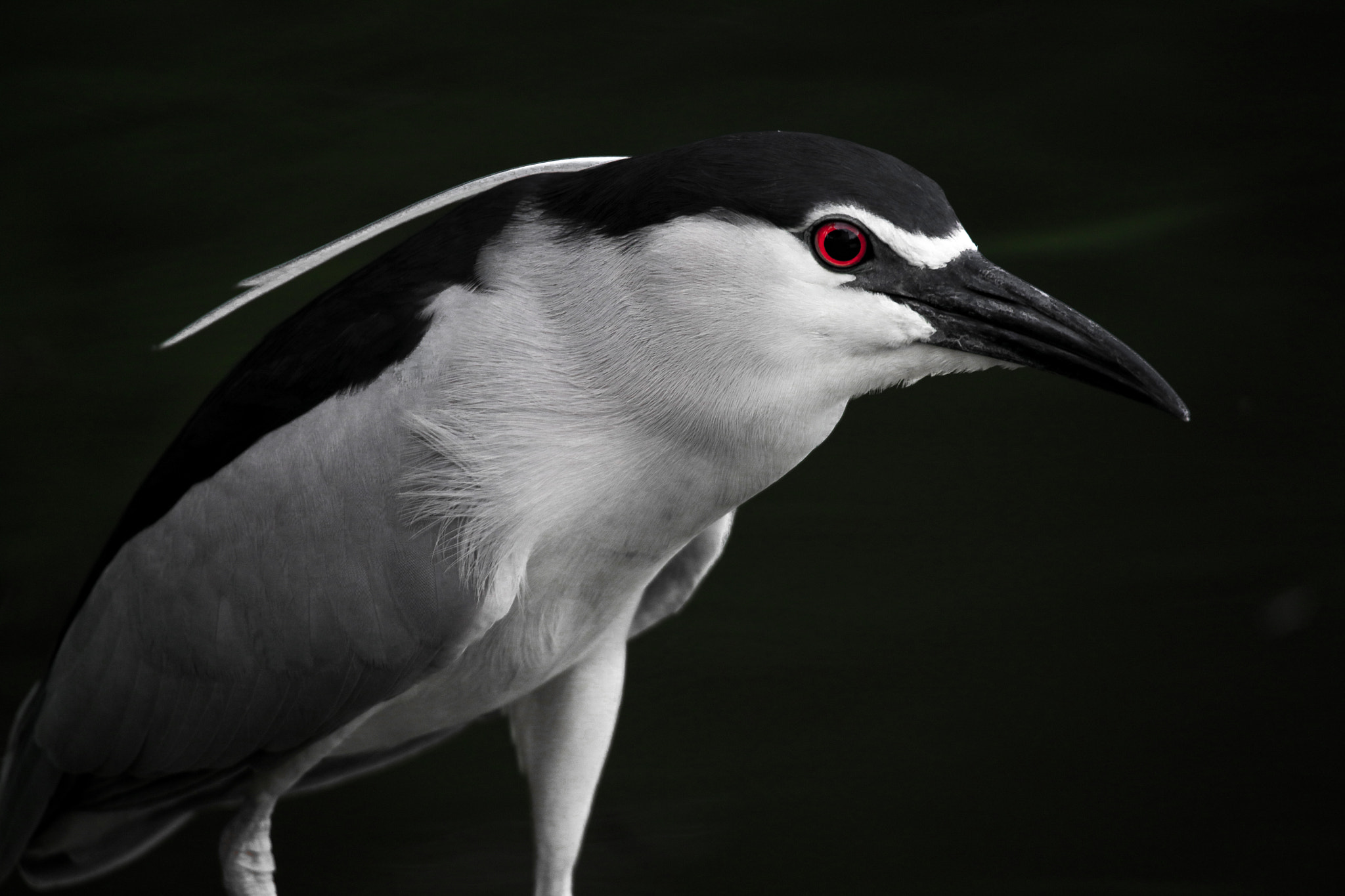 Tamron SP 150-600mm F5-6.3 Di VC USD sample photo. Night heron photography