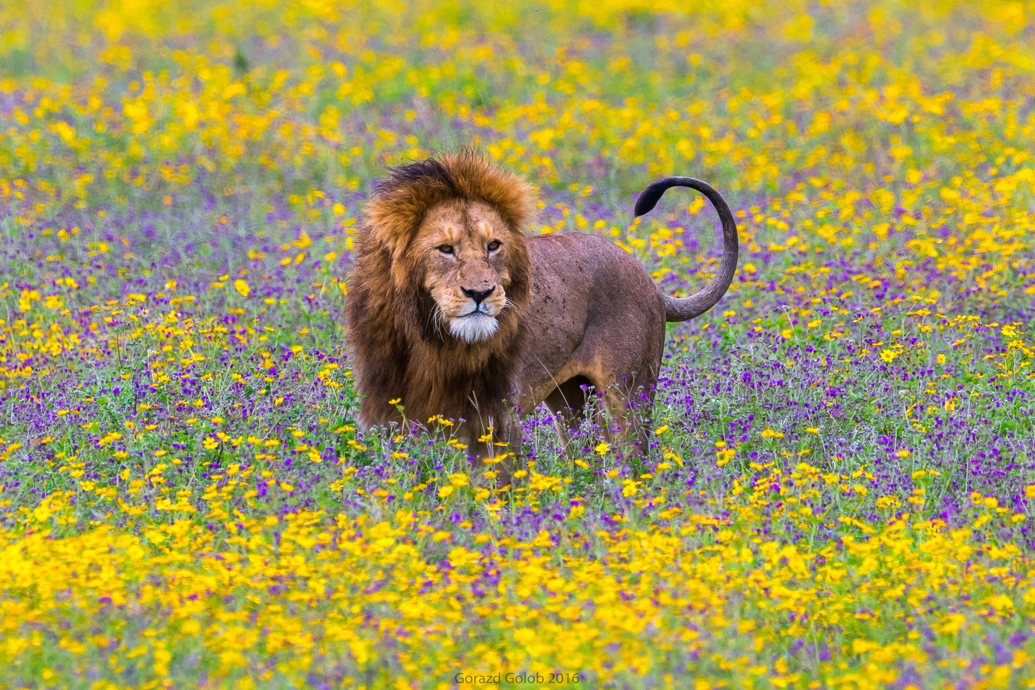 Nikon D7200 + Nikon AF-S Nikkor 500mm F4G ED VR sample photo. King of flowers photography