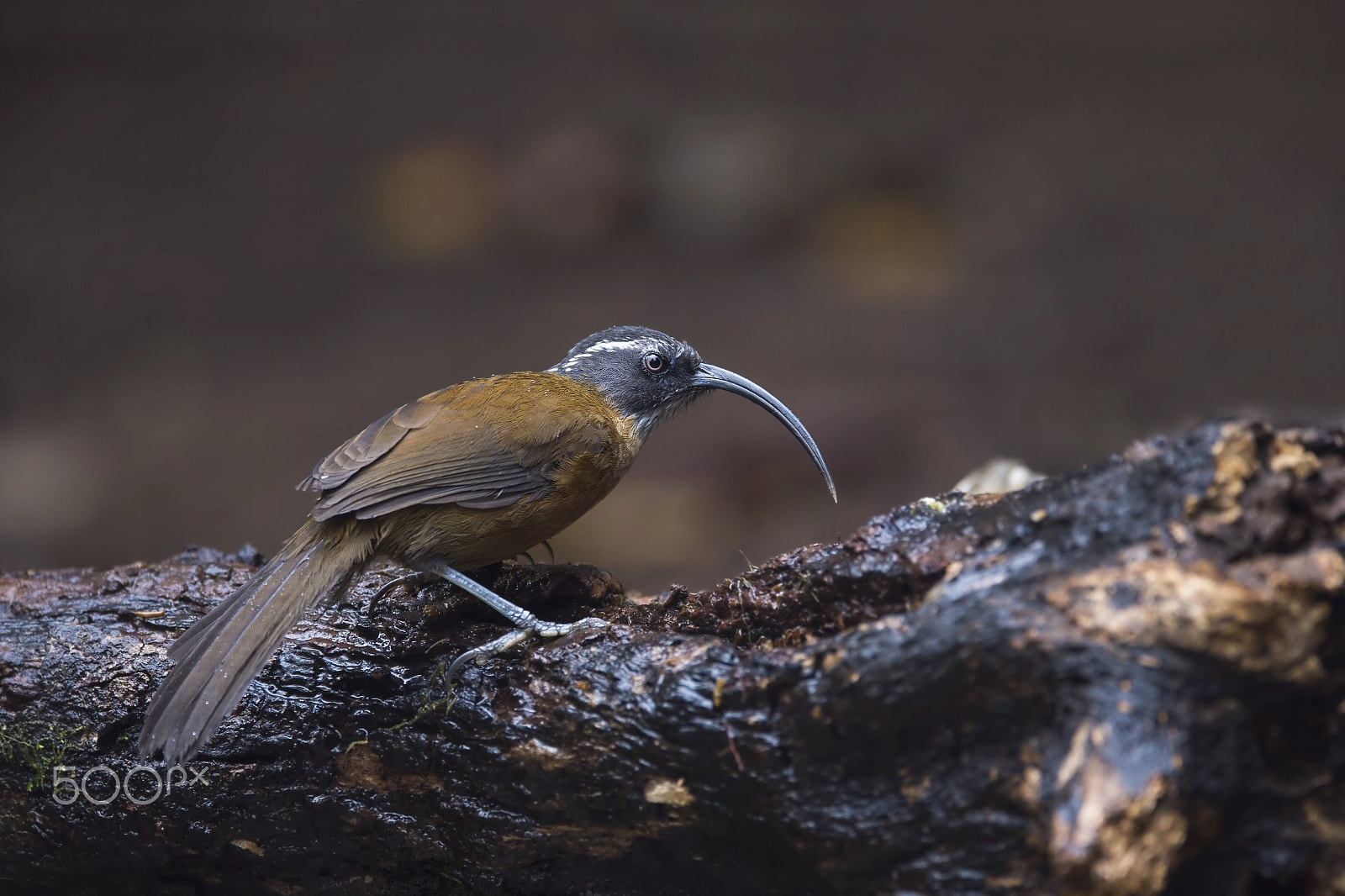 Nikon D4 sample photo. Slender-billed scimitar babbler photography