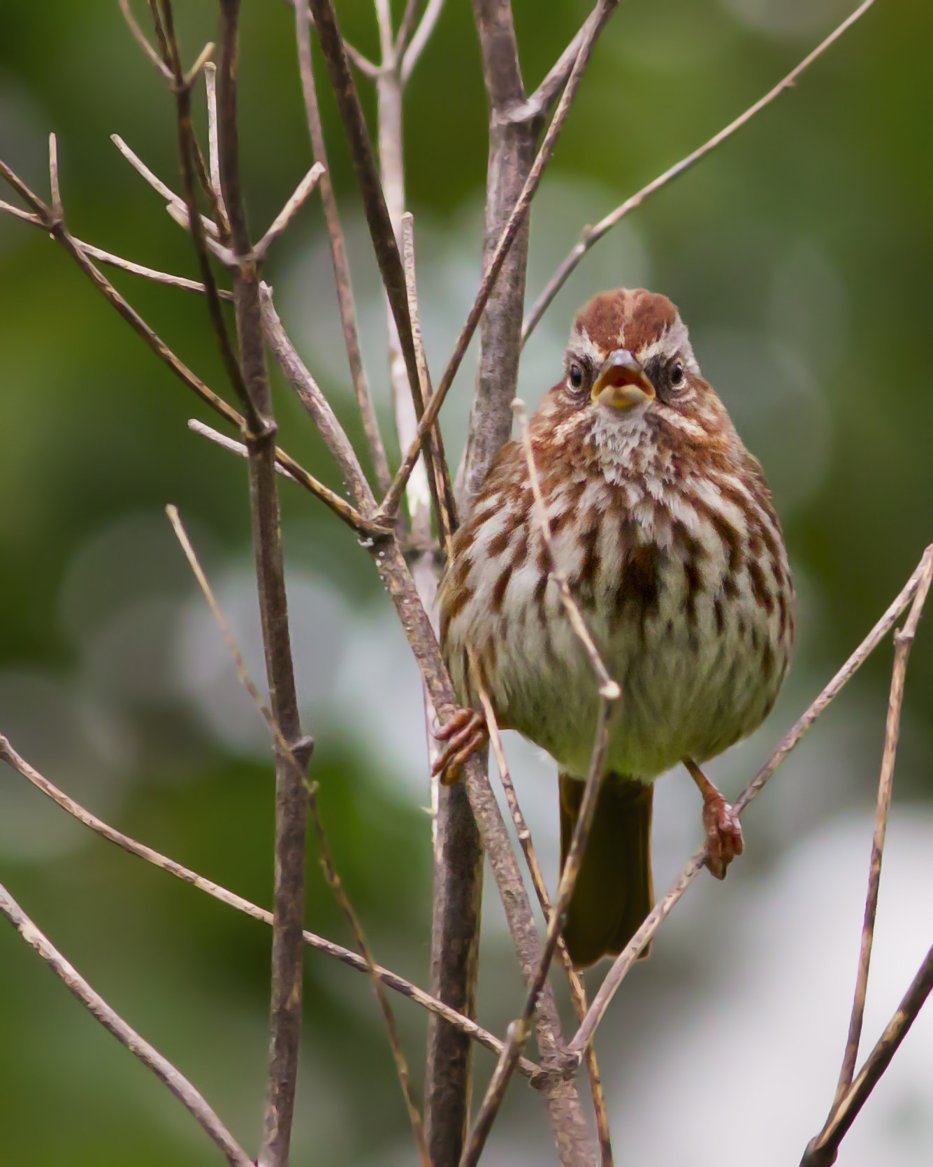 Canon EOS 60D + Canon EF 300mm F4L IS USM sample photo. Song sparrow photography