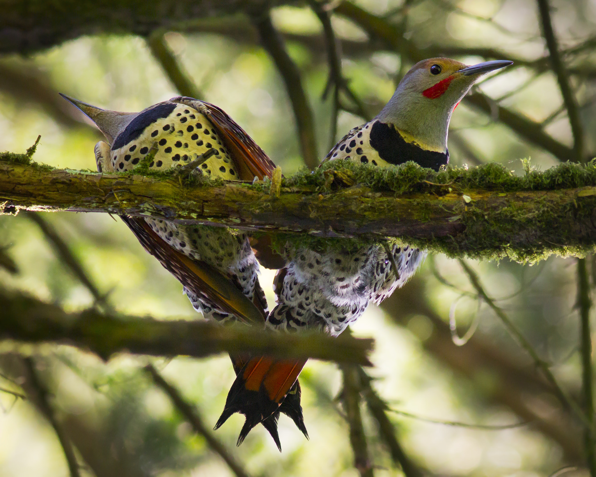 Canon EOS 60D + Canon EF 300mm F4L IS USM sample photo. Northern flicker photography