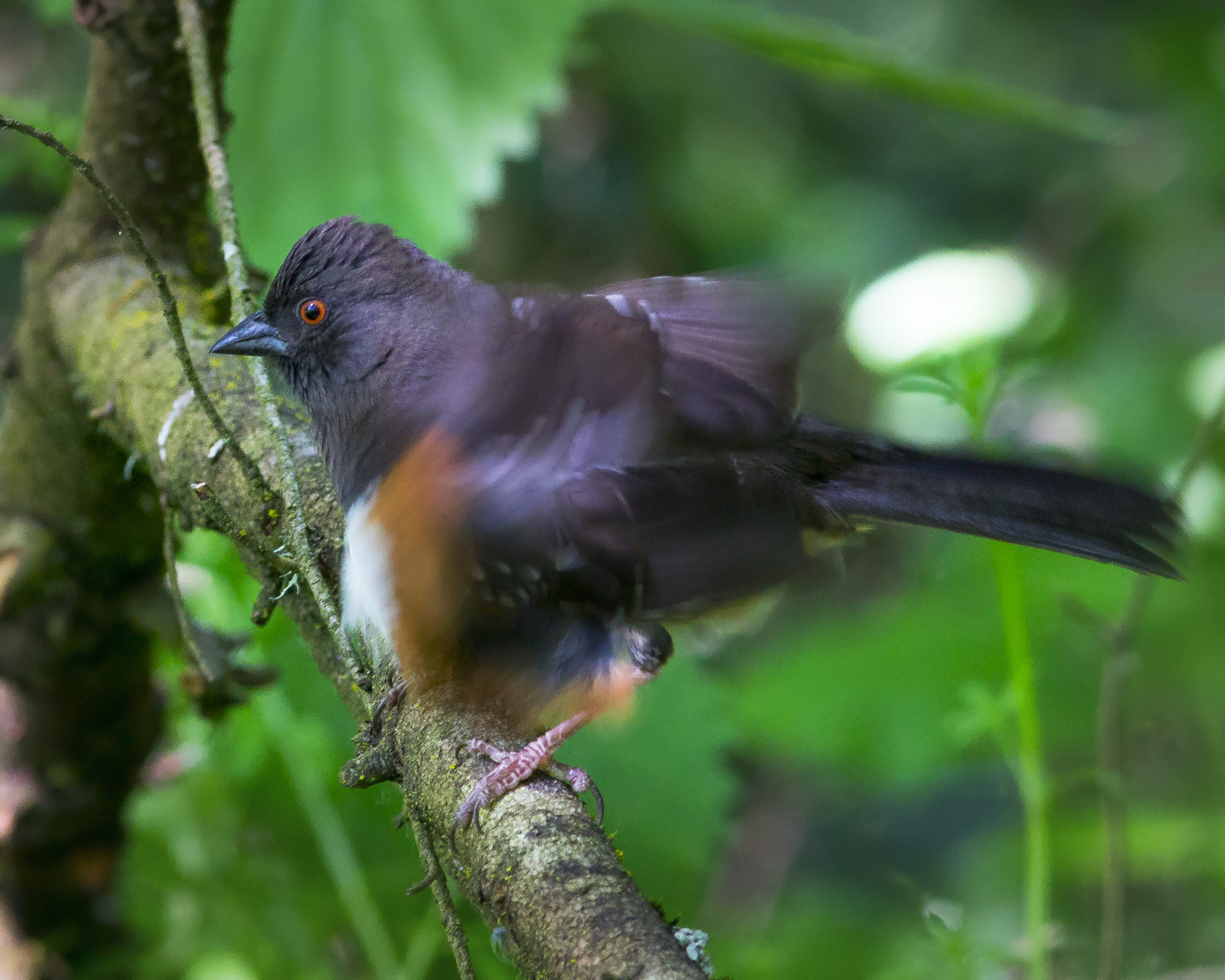 Canon EOS 60D + Canon EF 300mm F4L IS USM sample photo. Shake, towhee, shake photography