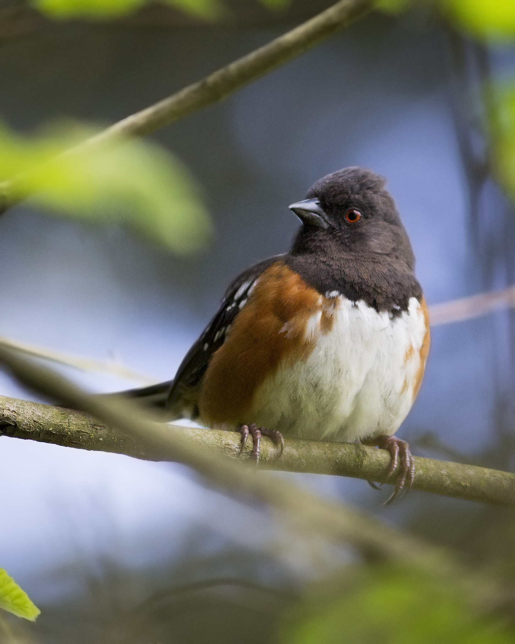 Canon EOS 60D + Canon EF 300mm F4L IS USM sample photo. Spotted towhee photography