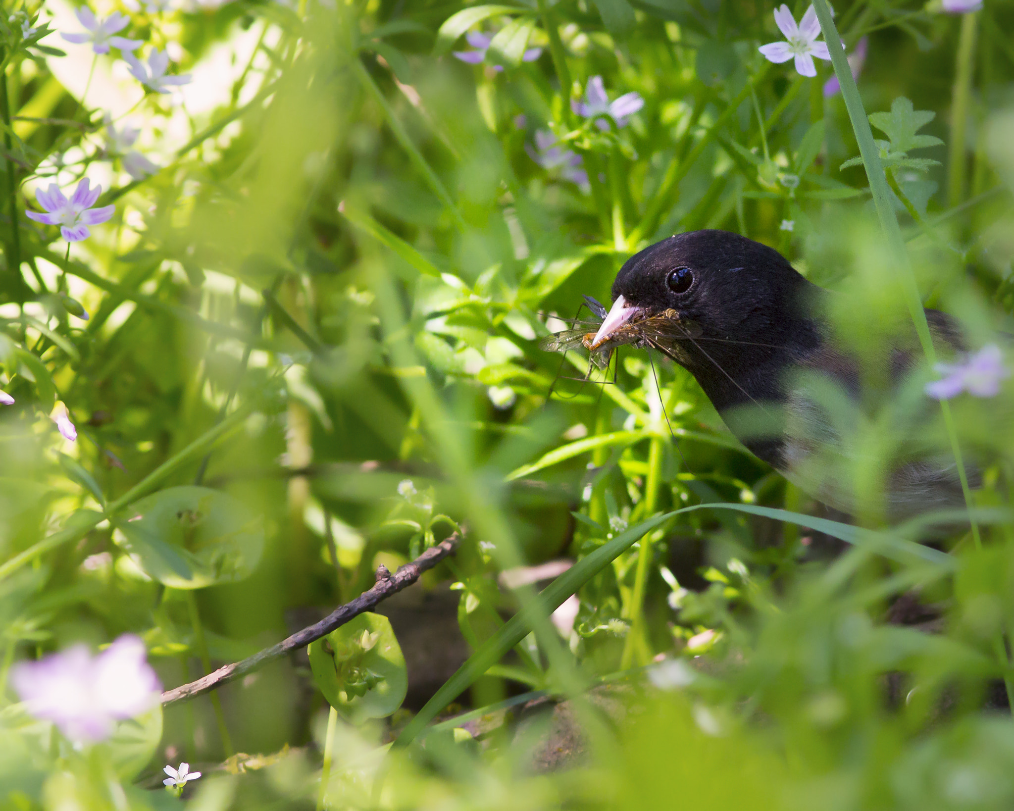 Canon EF 300mm F4L IS USM sample photo. Dark-eyed junco photography