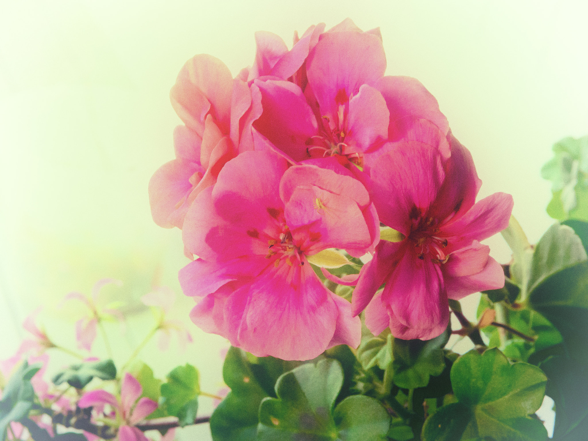 Olympus OM-D E-M10 + OLYMPUS M.12-50mm F3.5-6.3 sample photo. Geraniums in antique light photography