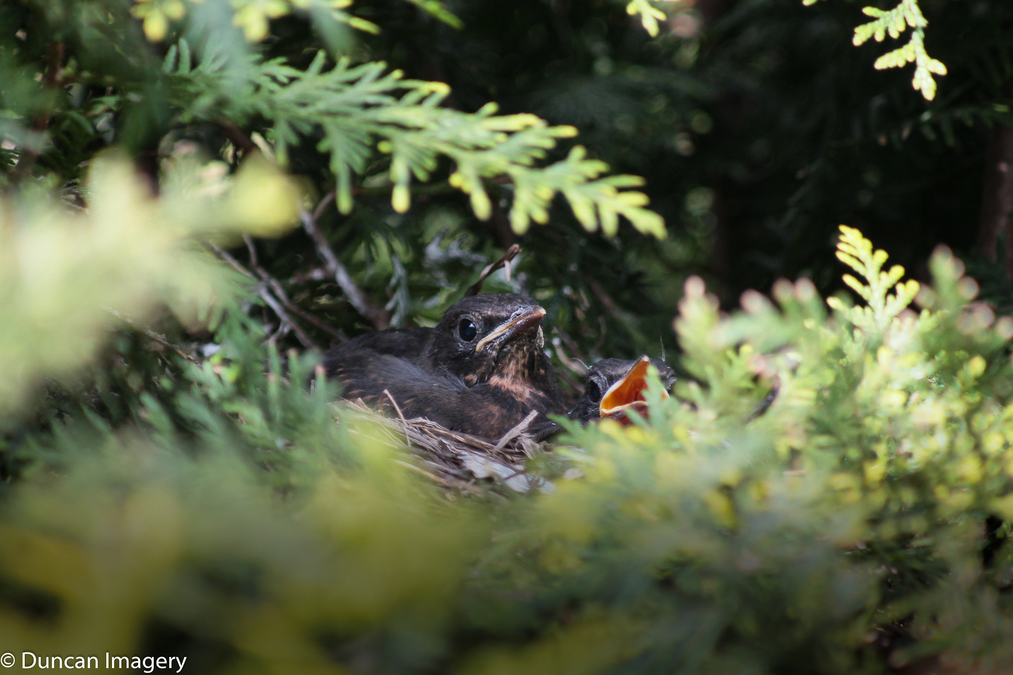 Canon EF 80-200mm F4.5-5.6 II sample photo. Growing day by day photography
