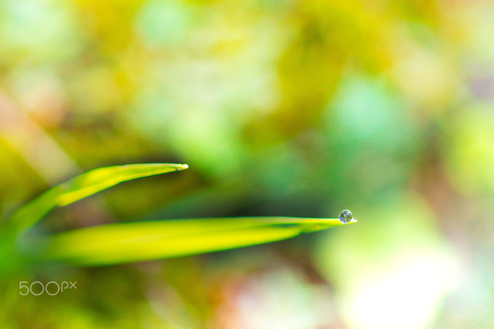 Sigma 70mm F2.8 EX DG Macro sample photo. Water circle on grass edge photography