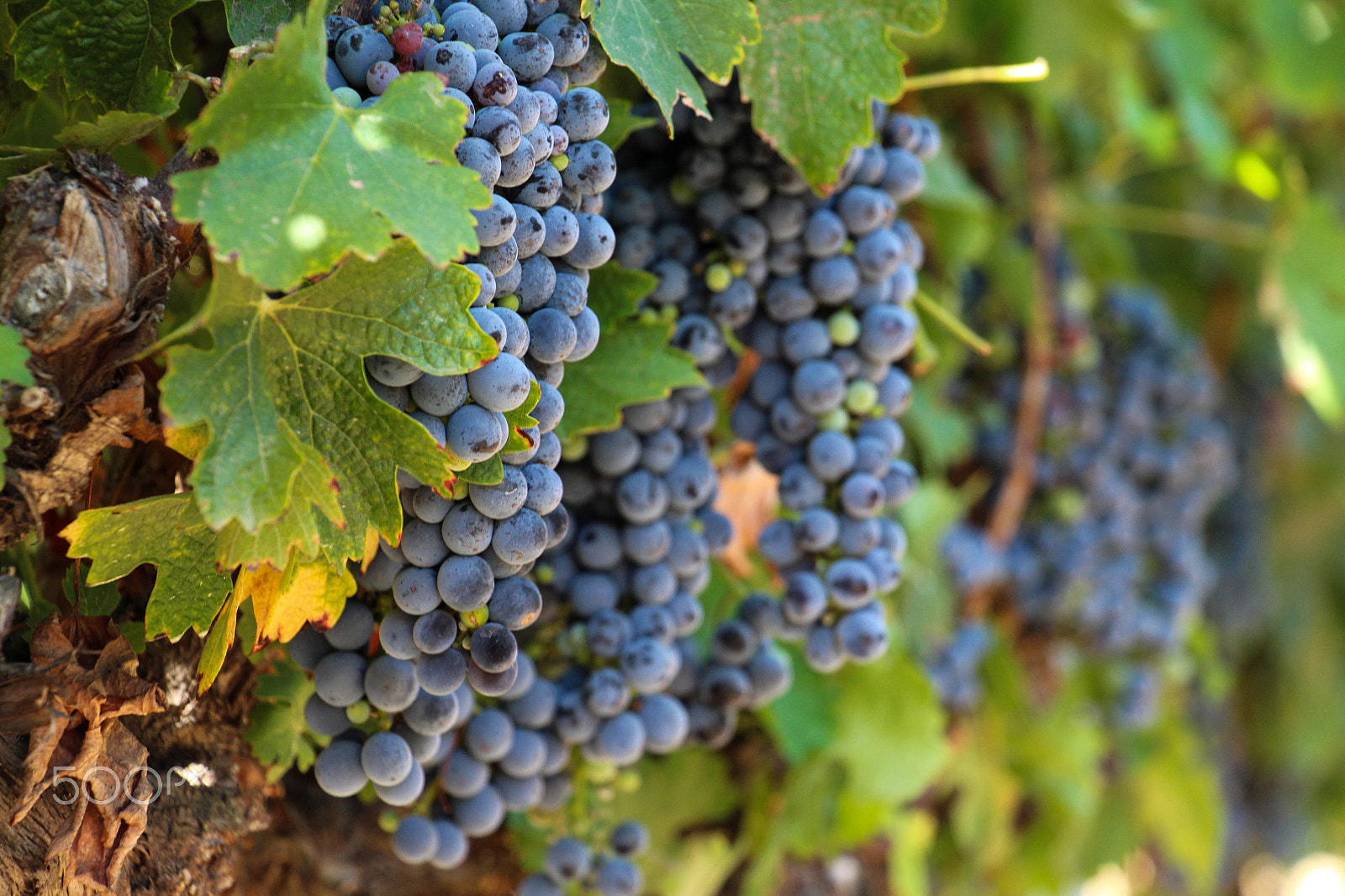 Canon EF-S 18-135mm F3.5-5.6 IS STM sample photo. Grapes in vineyard photography