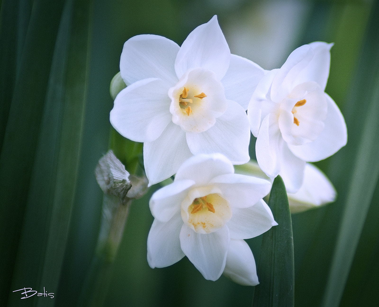 Nikon D3000 sample photo. Narcisos photography