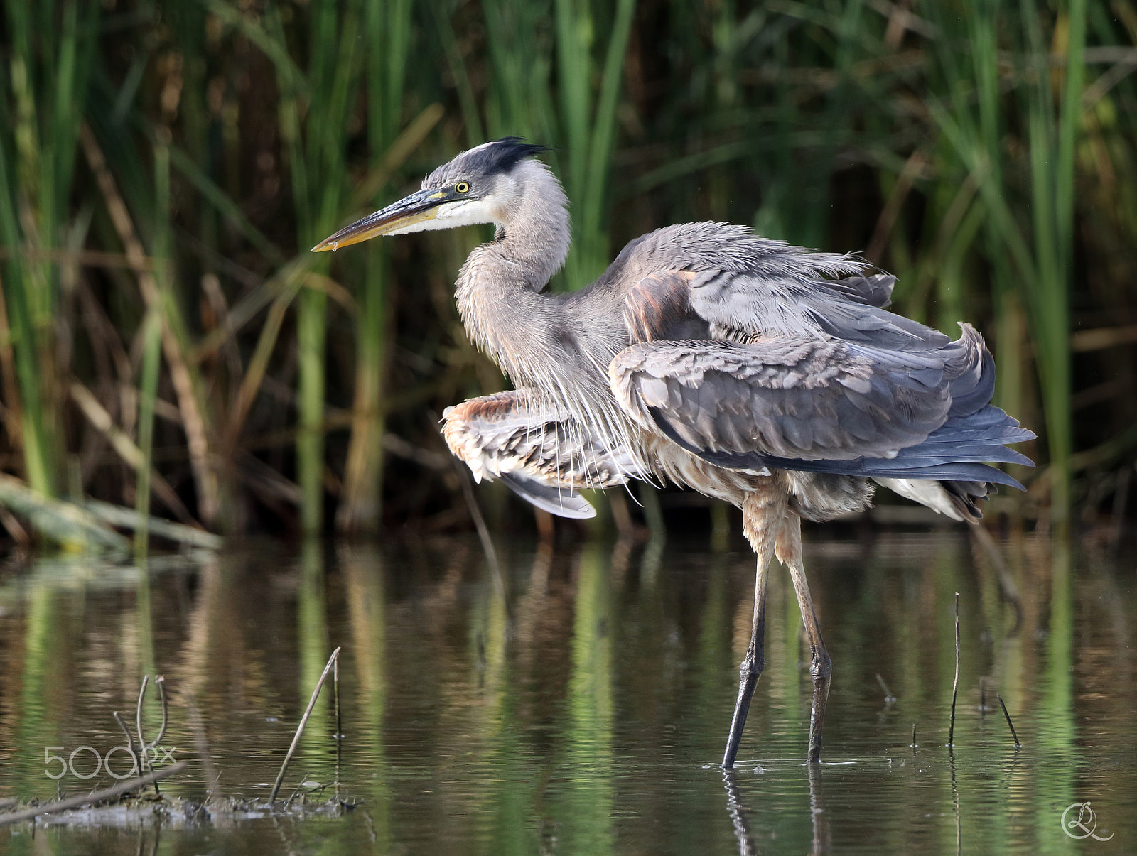 Canon EF 600mm F4L IS II USM sample photo. Great blue heron photography