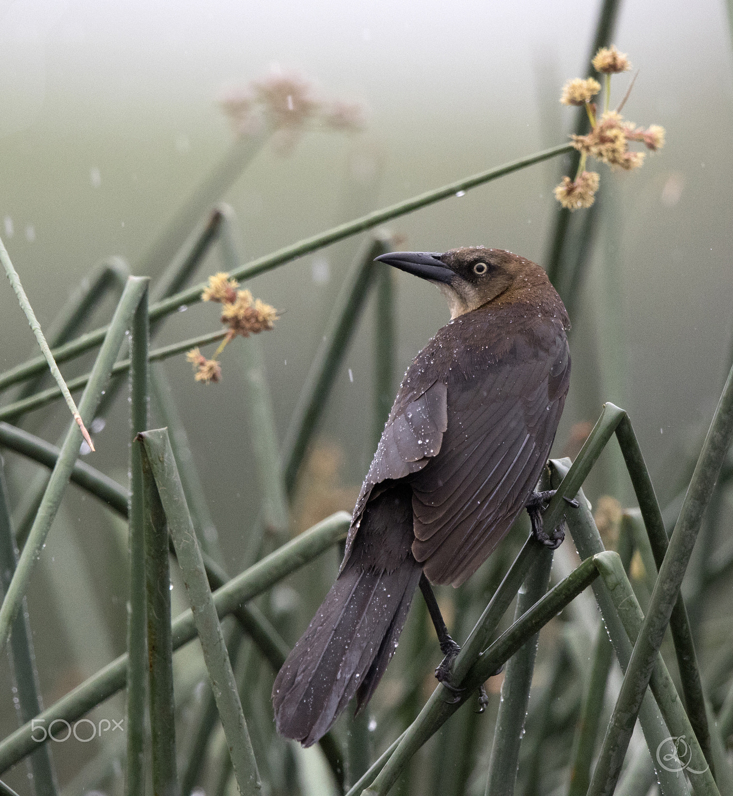 Canon EF 600mm F4L IS II USM sample photo. Great tailed grackle in the rain photography