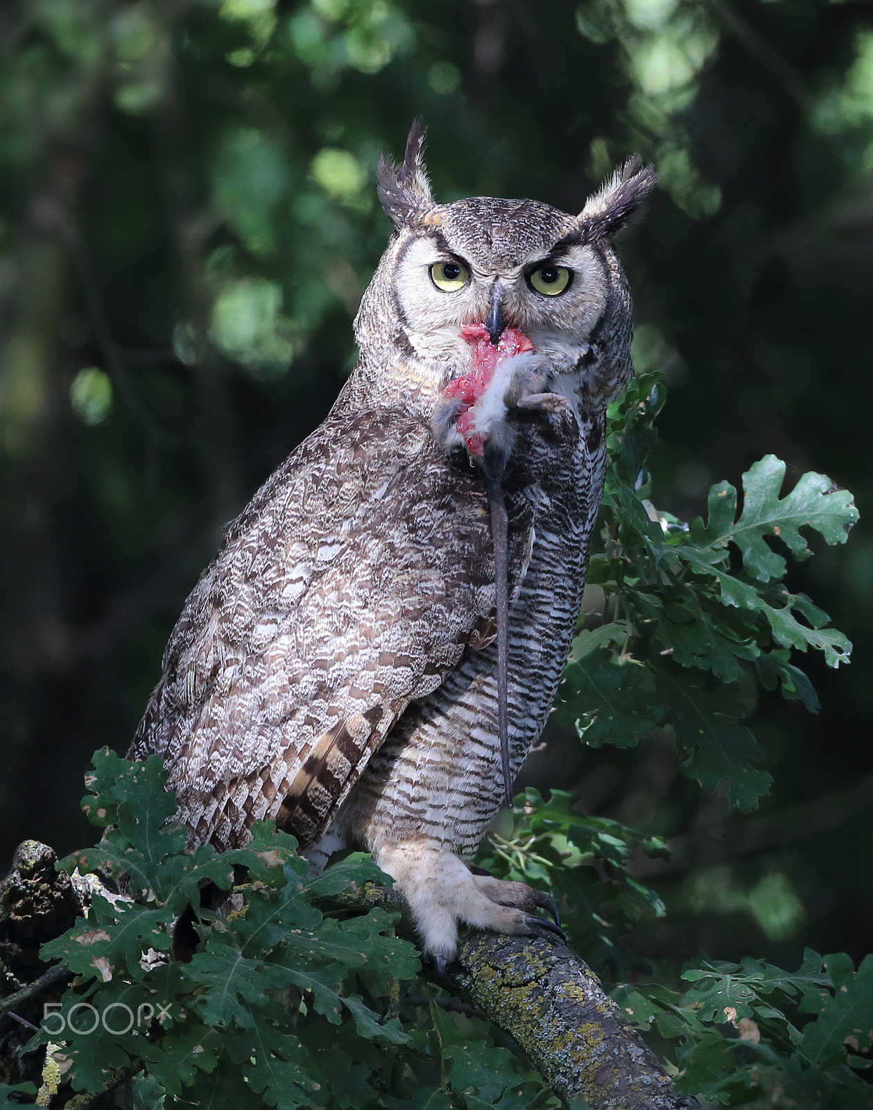 Canon EF 500mm F4L IS USM sample photo. Great horned owl photography