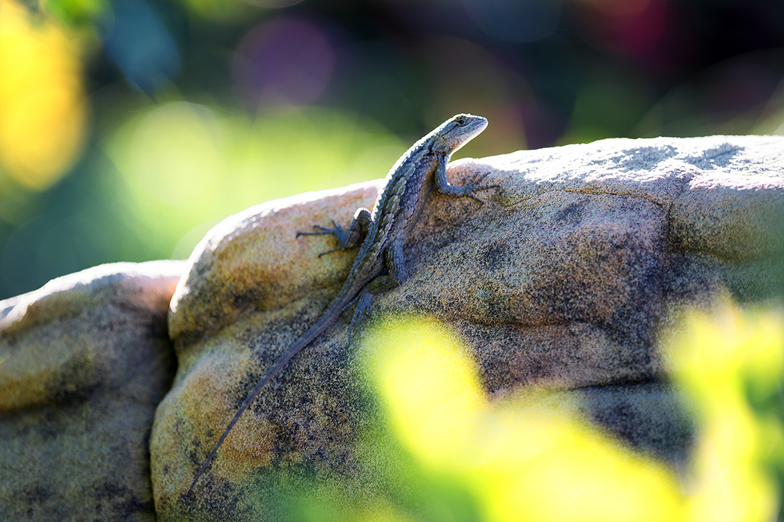 Nikon D810 + Nikon AF Micro-Nikkor 200mm F4D ED-IF sample photo. Eastern fence lizard photography