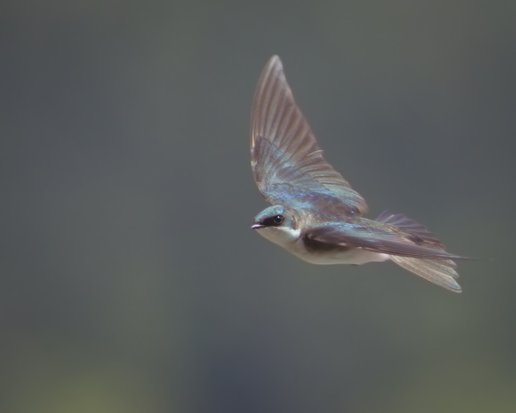 Canon EOS 60D + Canon EF 300mm F4L IS USM sample photo. Tree swallow photography