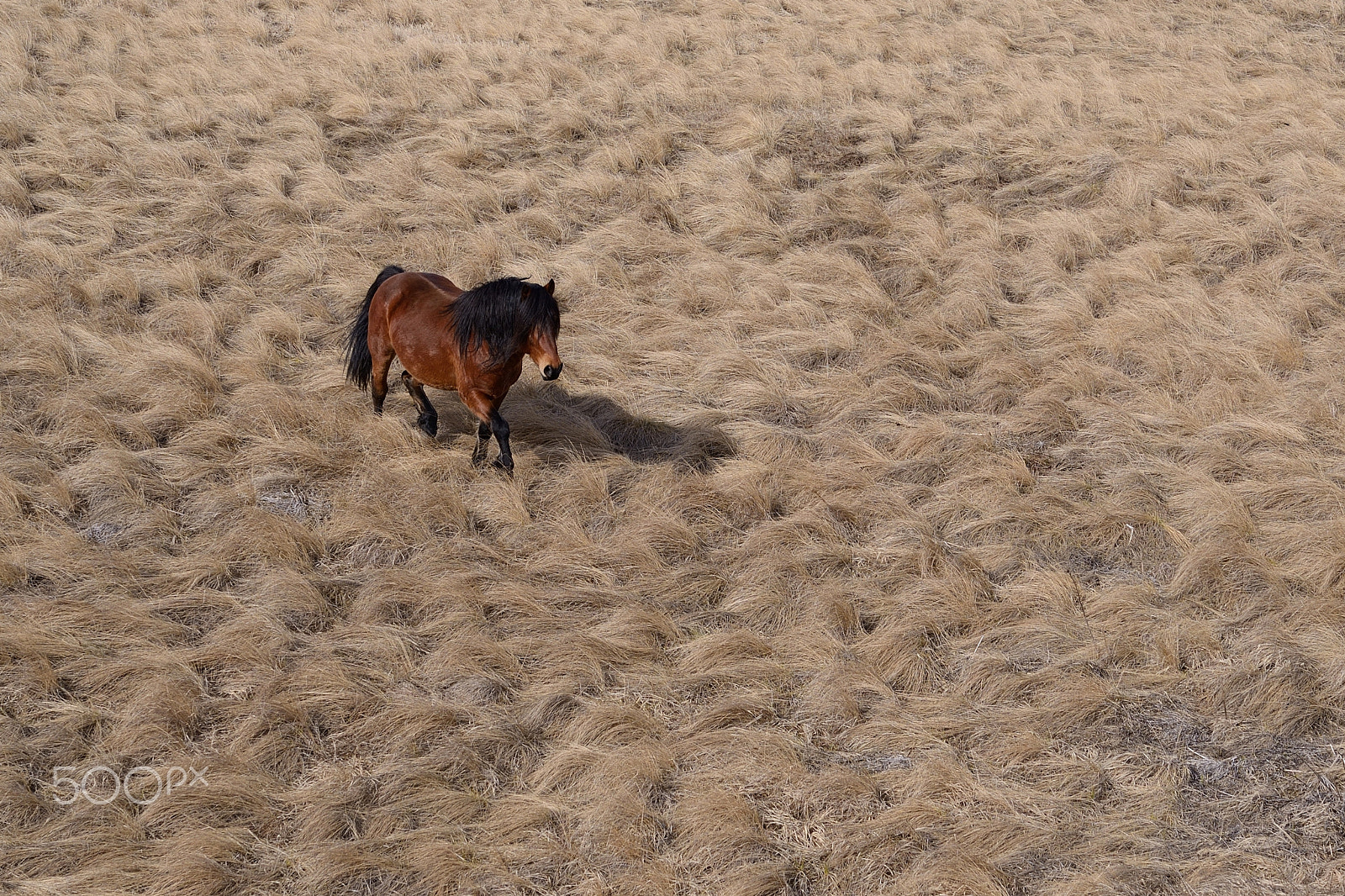 Nikon AF-S Micro-Nikkor 60mm F2.8G ED sample photo. Wild harmony photography