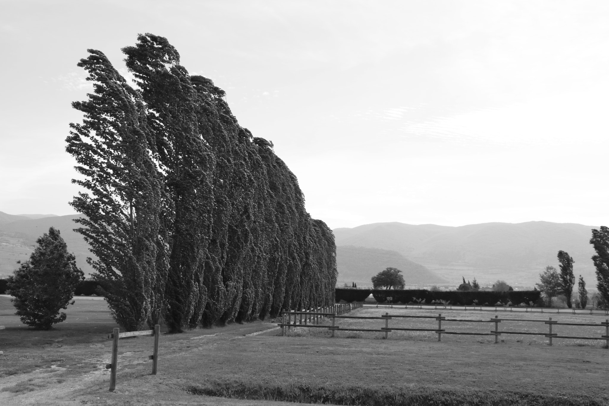 Canon EF-S 18-135mm F3.5-5.6 IS STM sample photo. Alberi photography