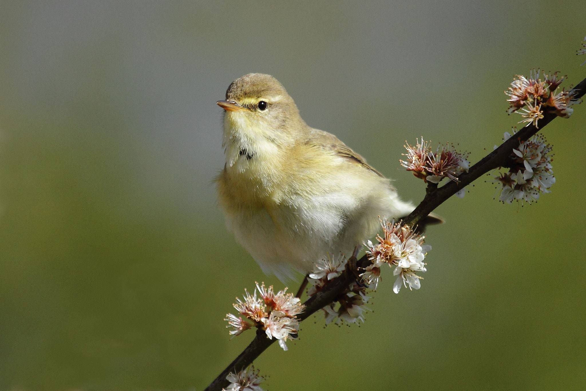 Canon EF 100-400mm F4.5-5.6L IS USM sample photo. Willow warbler photography