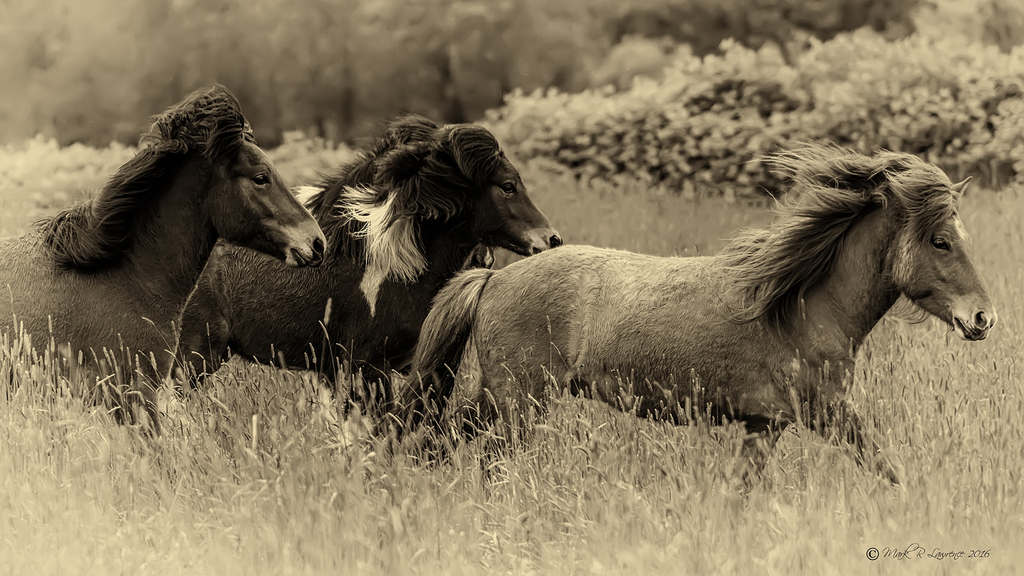 AF-S Zoom-Nikkor 80-200mm f/2.8D IF-ED sample photo. Yearlings running in the tall grass. photography