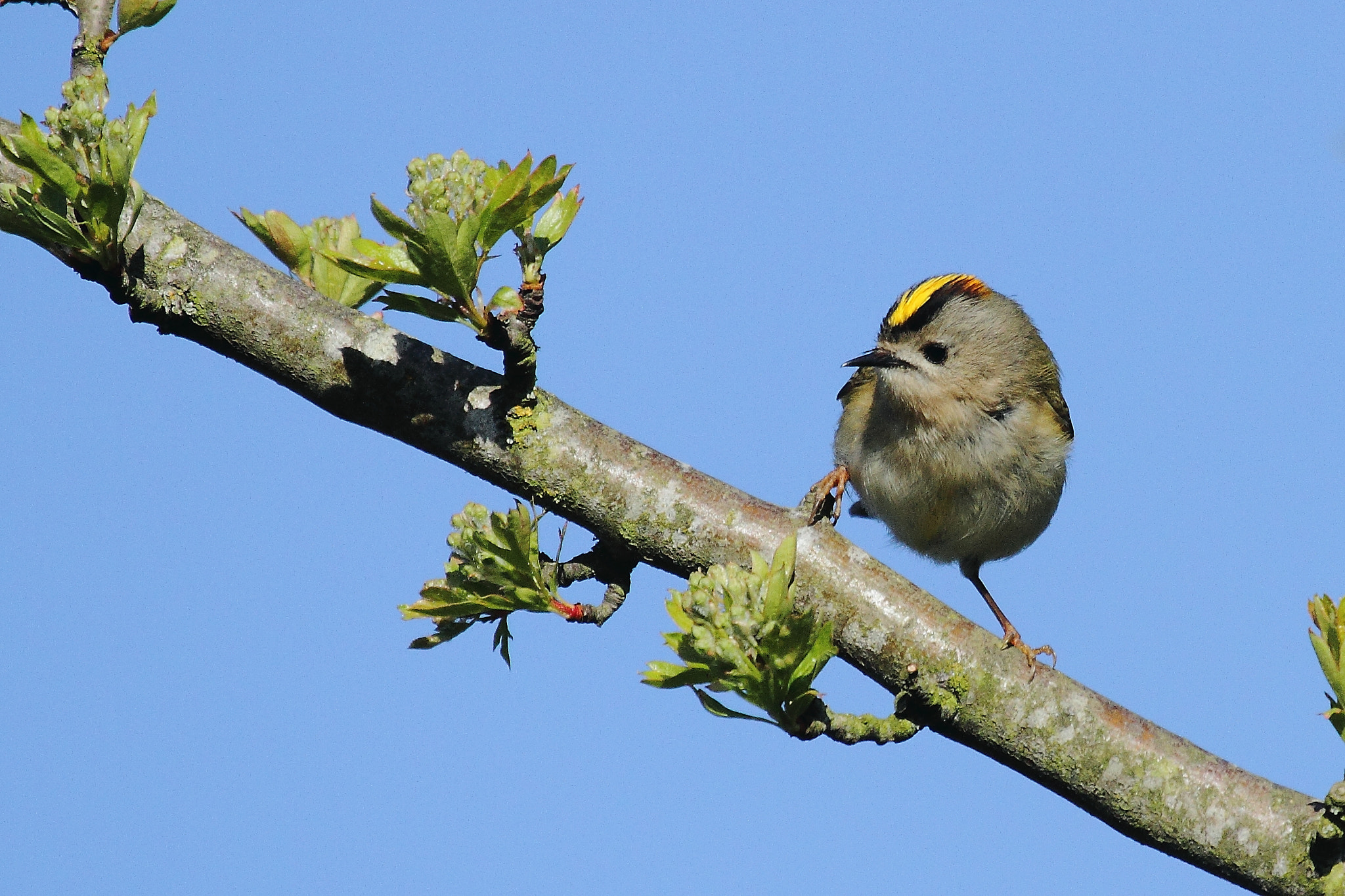 Canon EOS 7D + Canon EF 100-400mm F4.5-5.6L IS USM sample photo. Goldcrest photography