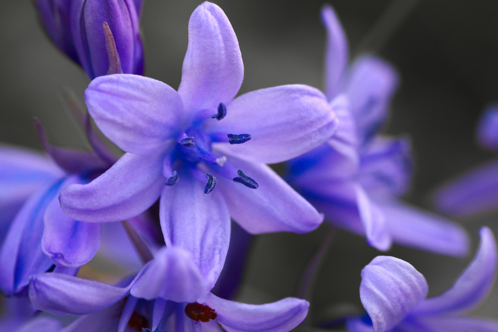 Sony ILCA-77M2 + Sigma 70-300mm F4-5.6 DL Macro sample photo. Blue bells photography