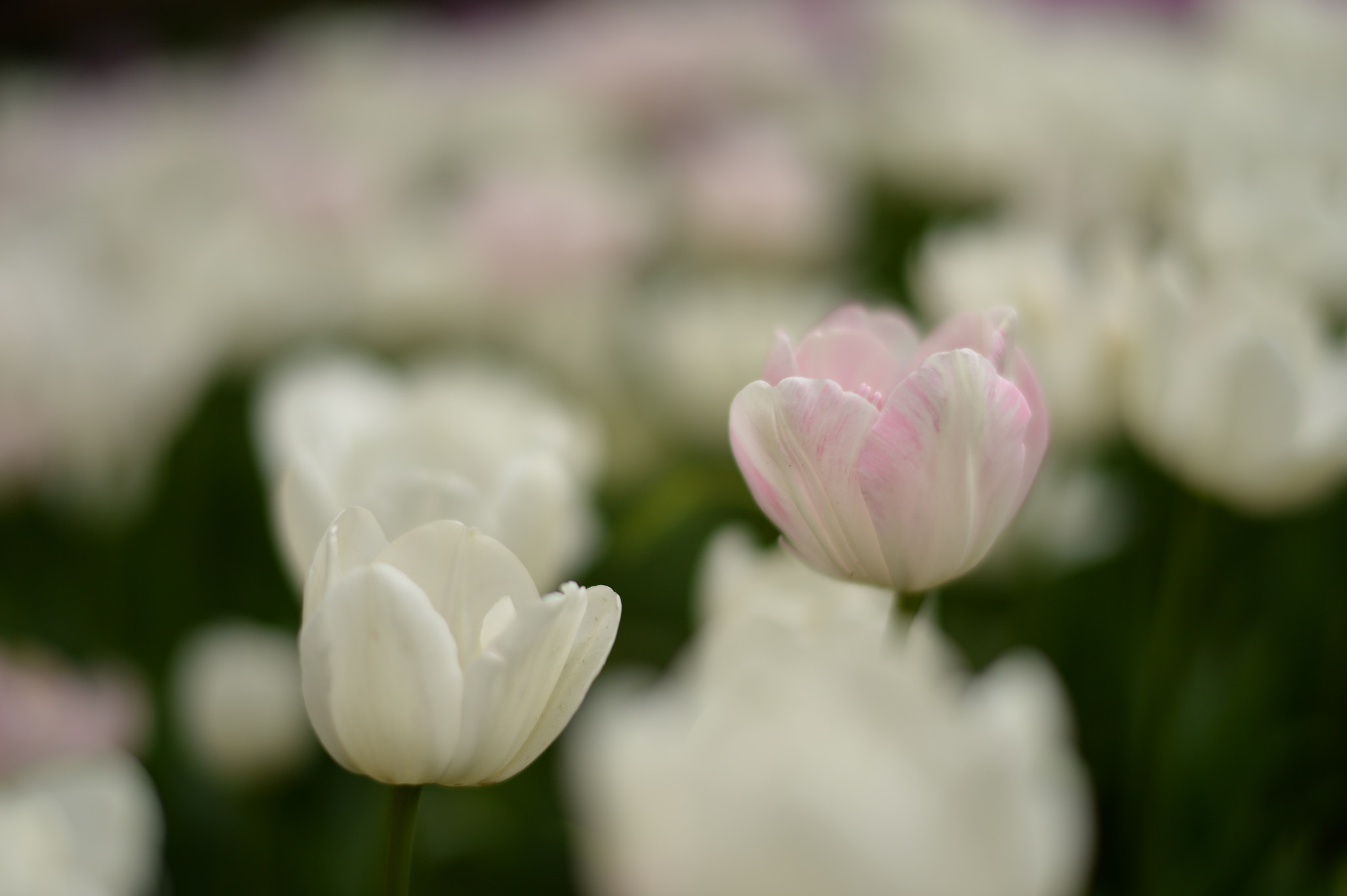 Nikon Df + Nikon AF-S Nikkor 58mm F1.4G sample photo. Sweet couple photography