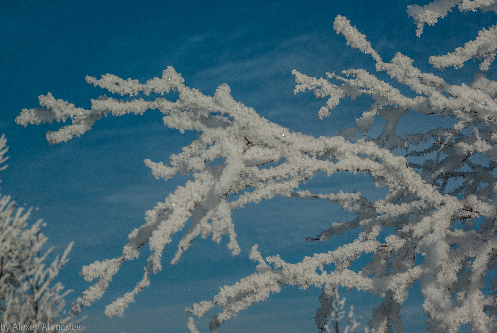 Pentax K10D + Pentax smc DA 50mm F1.8 sample photo. Fragile beauty of winter photography