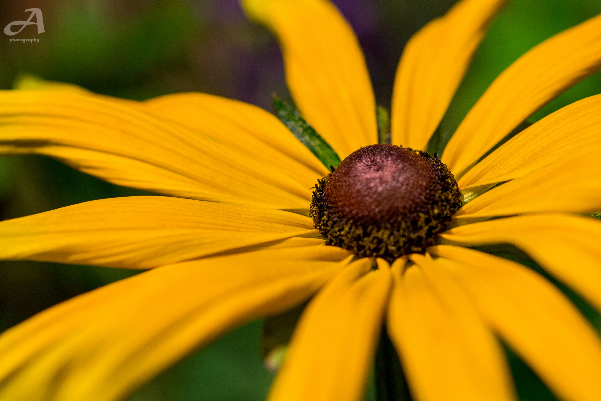 Nikon AF-S Micro-Nikkor 60mm F2.8G ED sample photo. Faith. photography