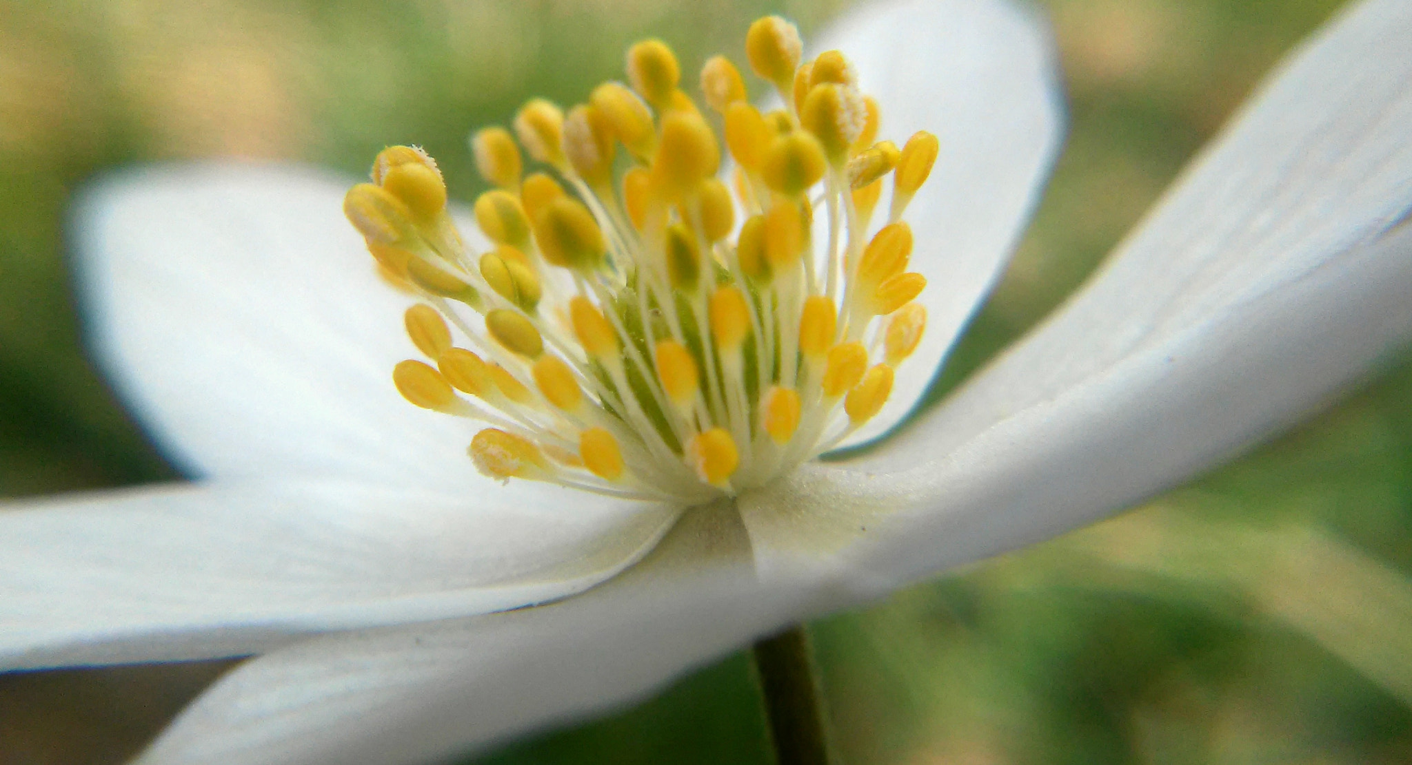 LG L90 sample photo. Wood anemone photography