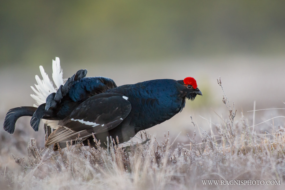 Nikon AF-S Nikkor 300mm F2.8G ED VR II sample photo. Black grouse photography
