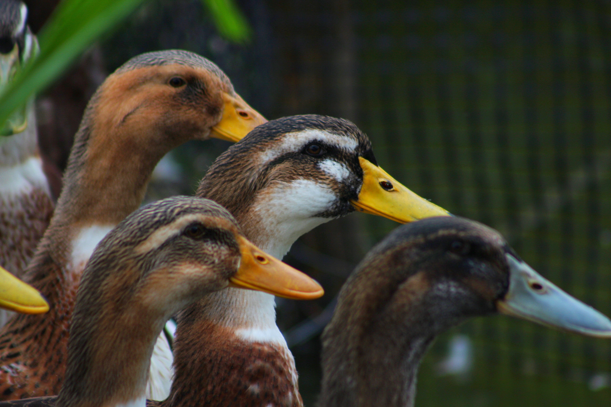 Canon EF75-300mm f/4-5.6 sample photo. Duck photography