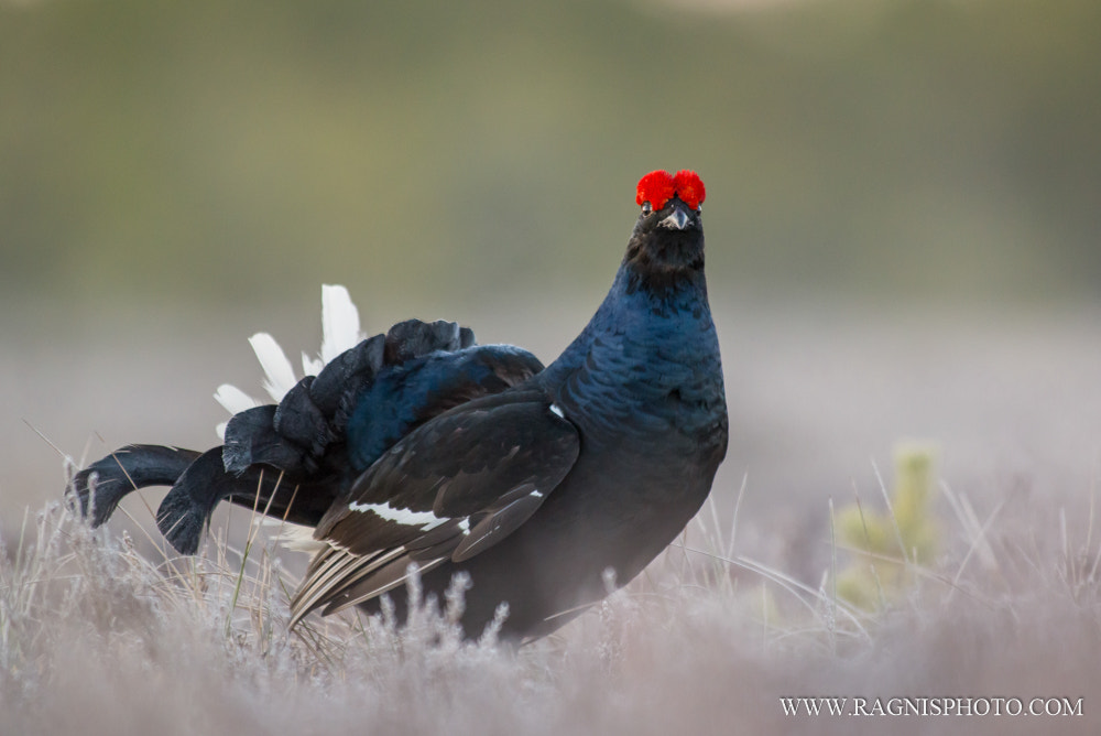Nikon AF-S Nikkor 300mm F2.8G ED VR II sample photo. Black grouse photography