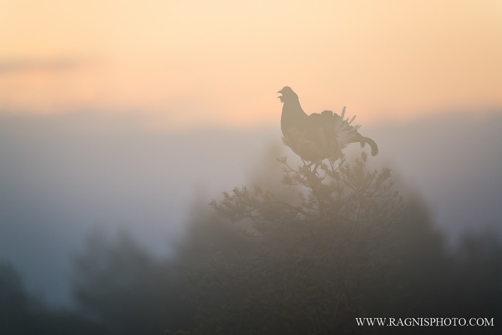 Nikon AF-S Nikkor 300mm F2.8G ED VR II sample photo. Alarm clock photography