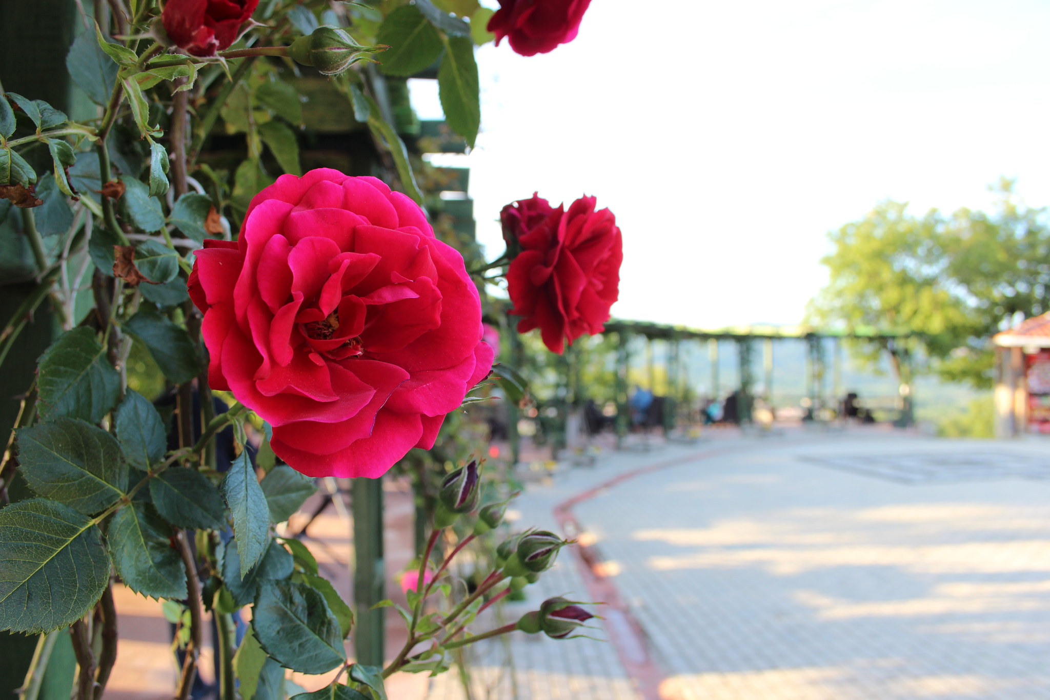 Canon EF-S 18-55mm F3.5-5.6 sample photo. Kirmizi gul photography