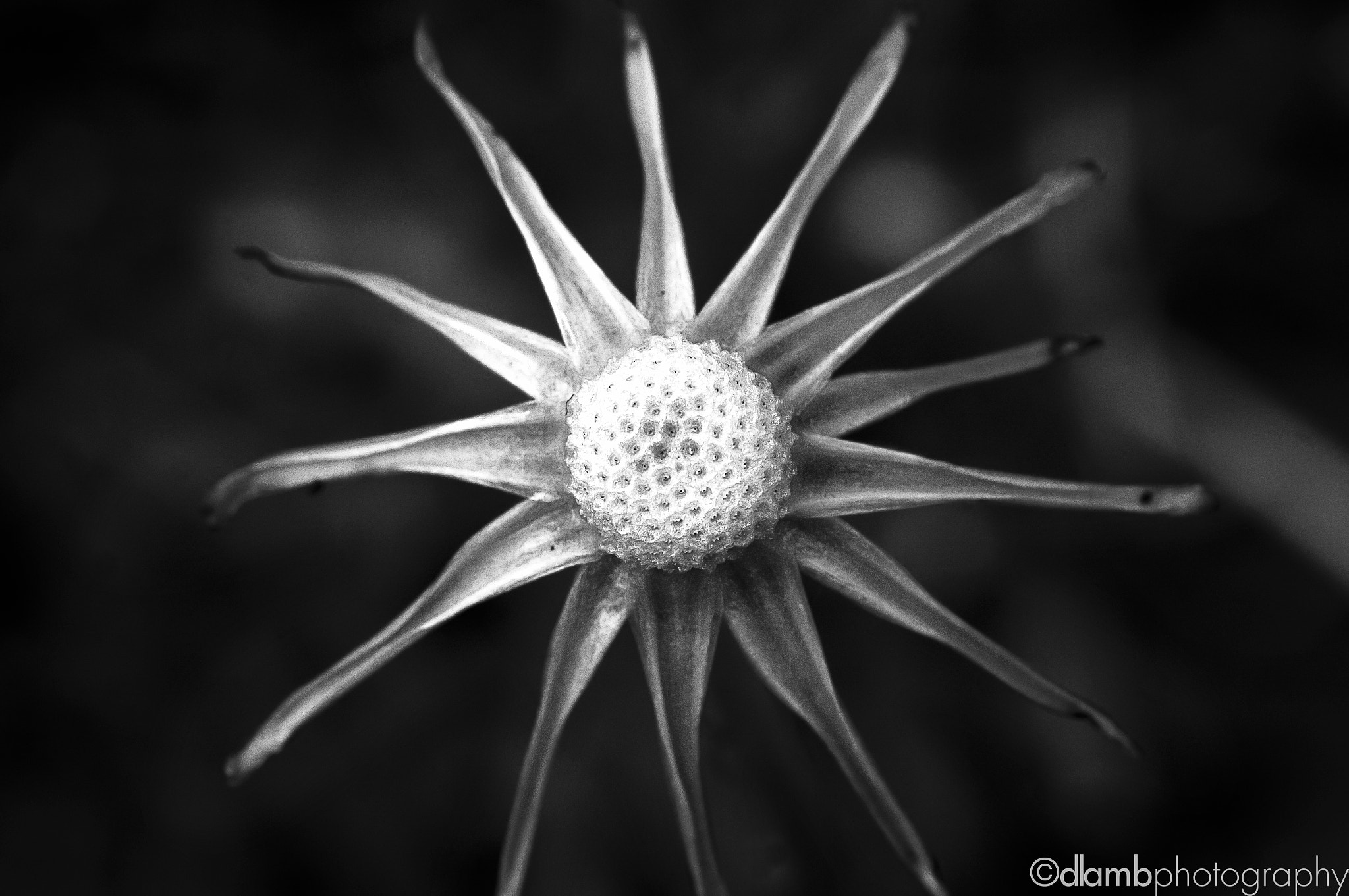 Canon EF-S 60mm F2.8 Macro USM sample photo. Depleted dandelion: black sunshine vii photography