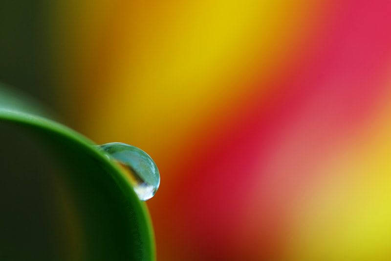 Pentax K-5 II sample photo. Dewdrop photography