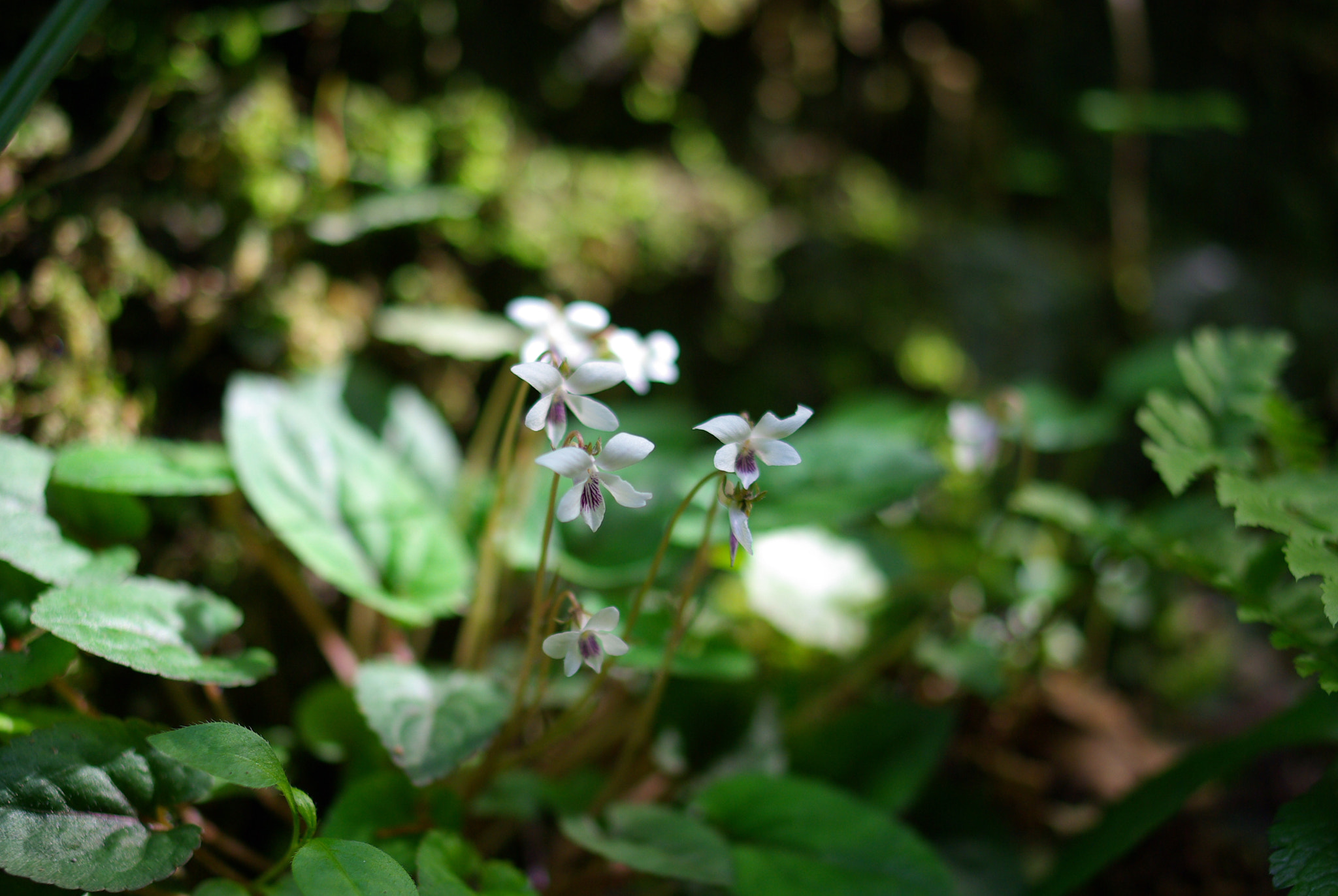 Pentax K10D + Pentax smc DA 35mm F2.4 AL sample photo. Viola maximowicziana makino photography