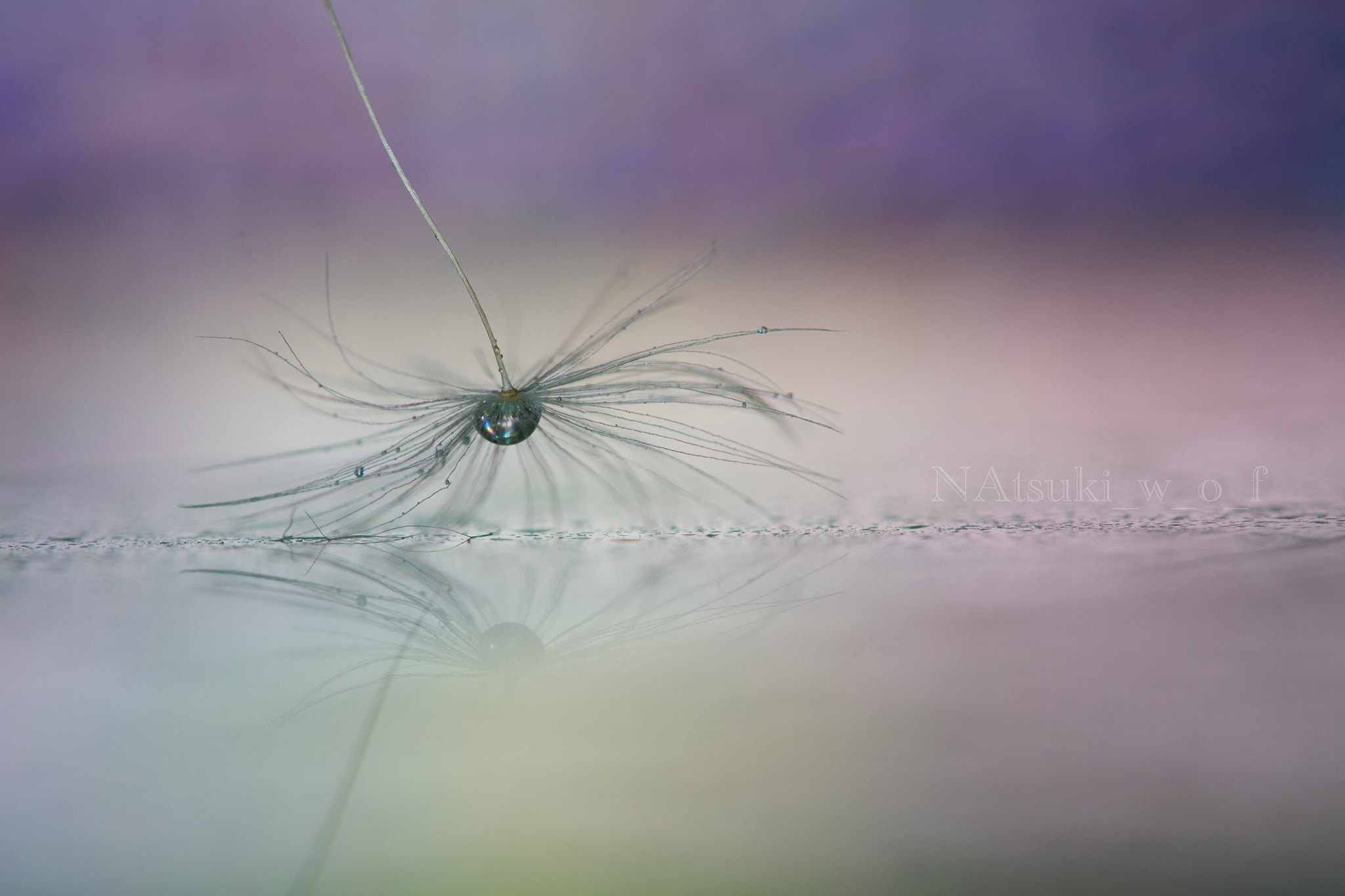 Tamron SP AF 180mm F3.5 Di LD (IF) Macro sample photo. Fantasy world photography