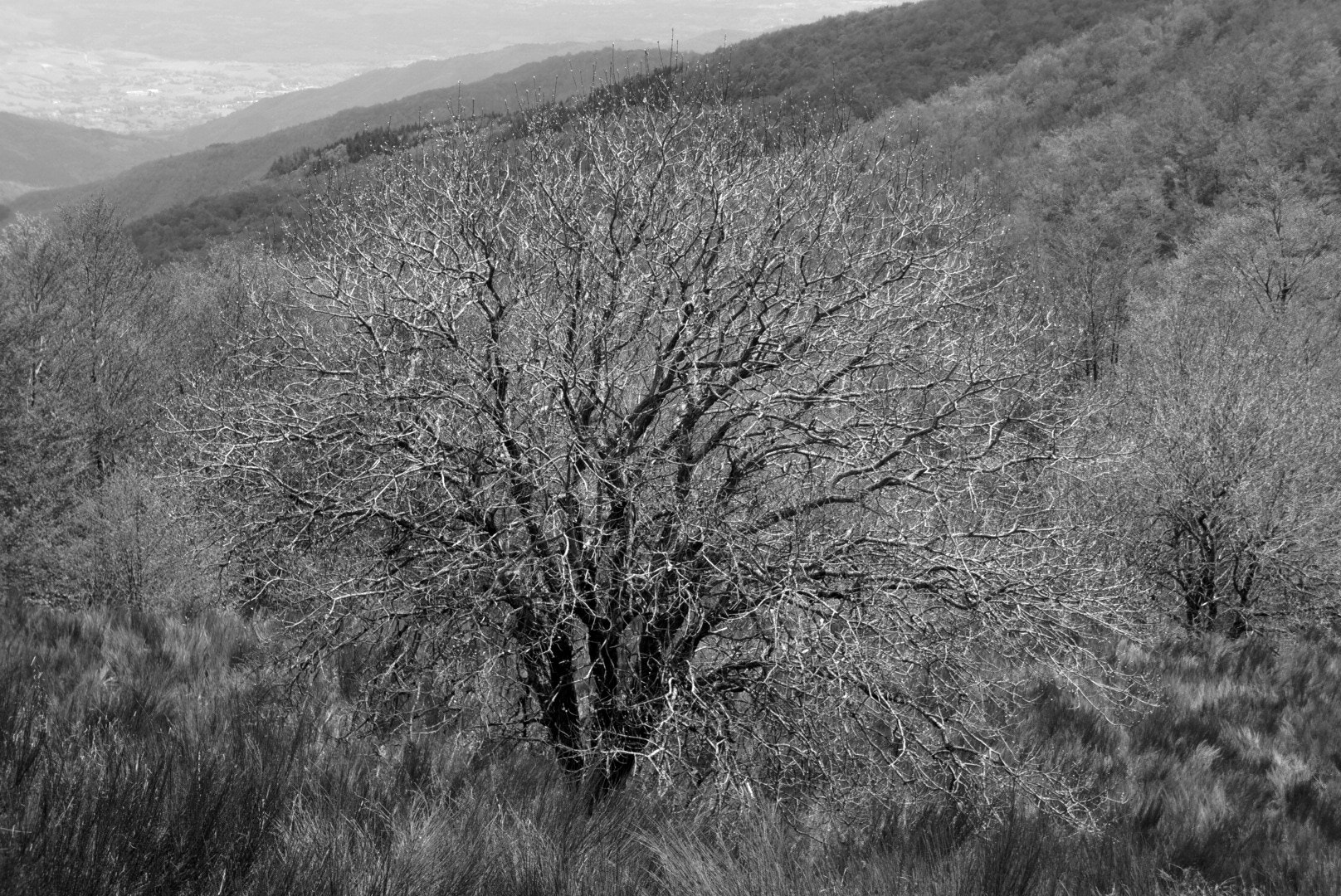 Sony E 18-55mm F3.5-5.6 OSS sample photo. Tree photography
