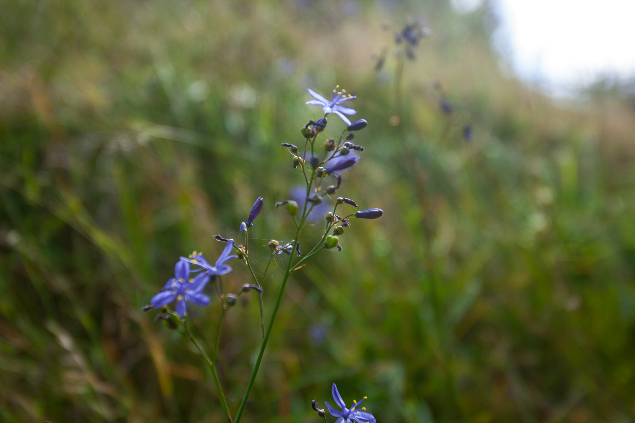 Canon EOS-1D Mark III + Canon EF 16-35mm F2.8L USM sample photo. Flor photography