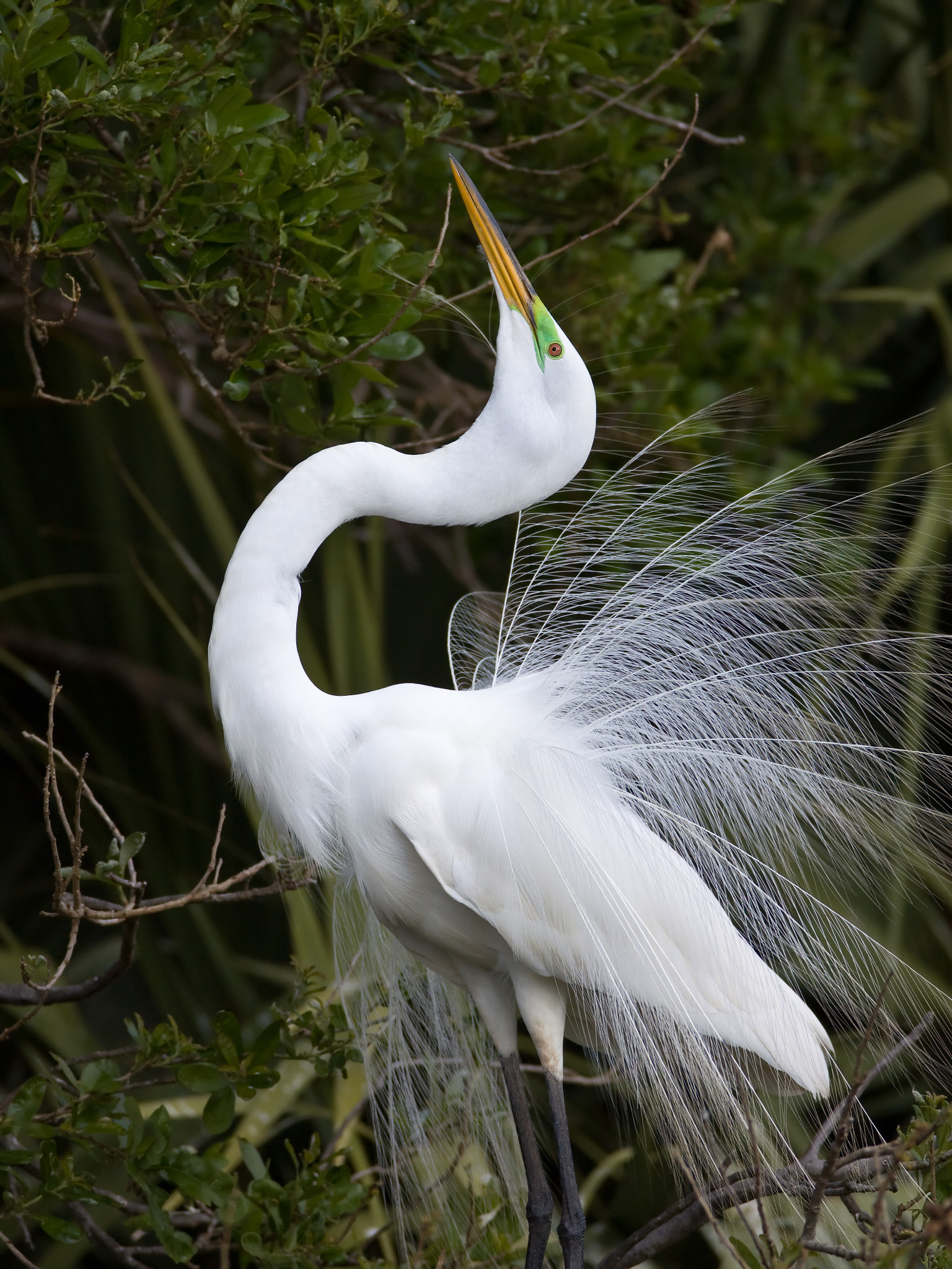 Canon EF 600mm F4L IS USM sample photo. Great egret photography