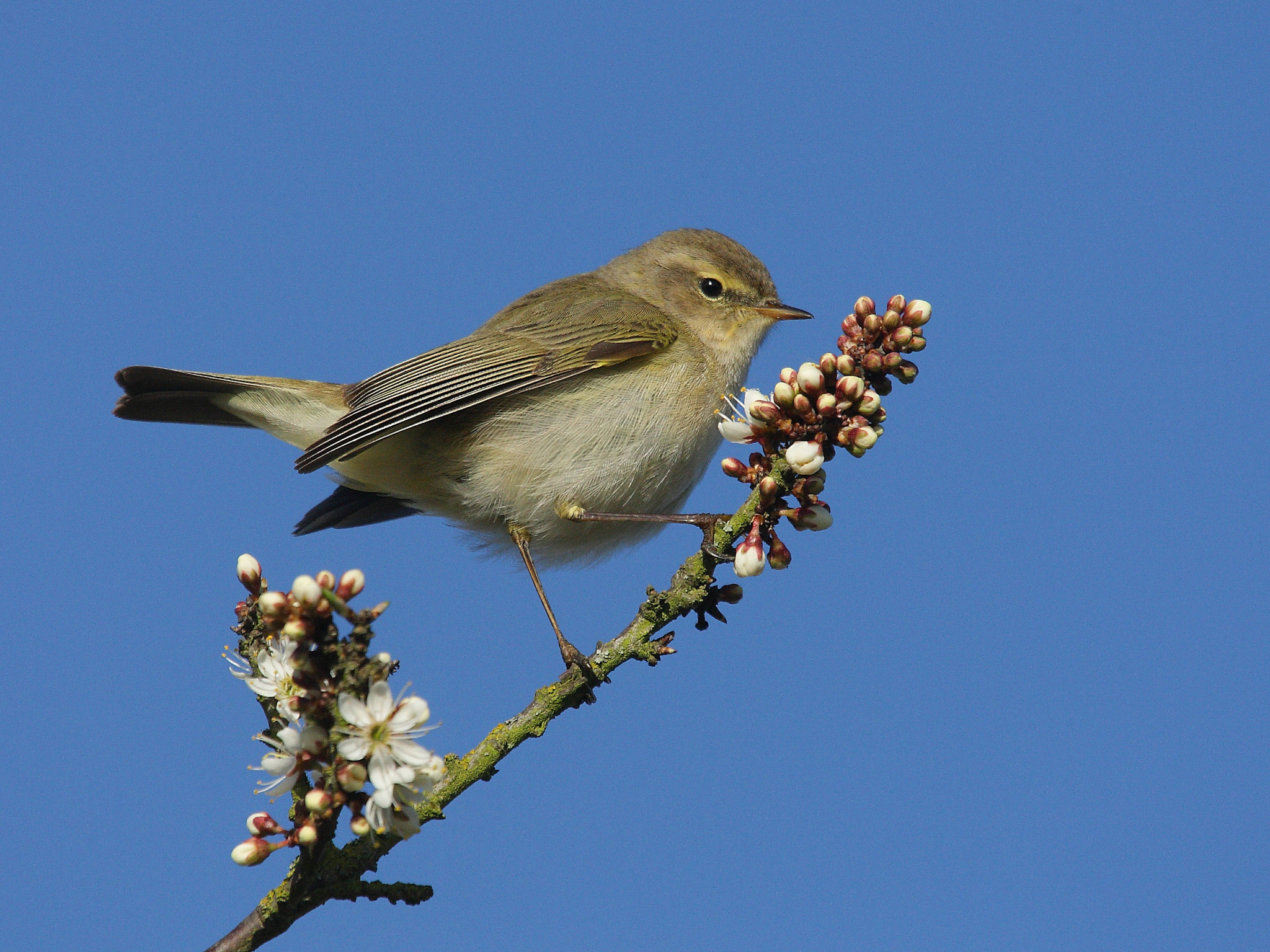 Canon EOS-1D Mark III sample photo. Chiffchaff photography