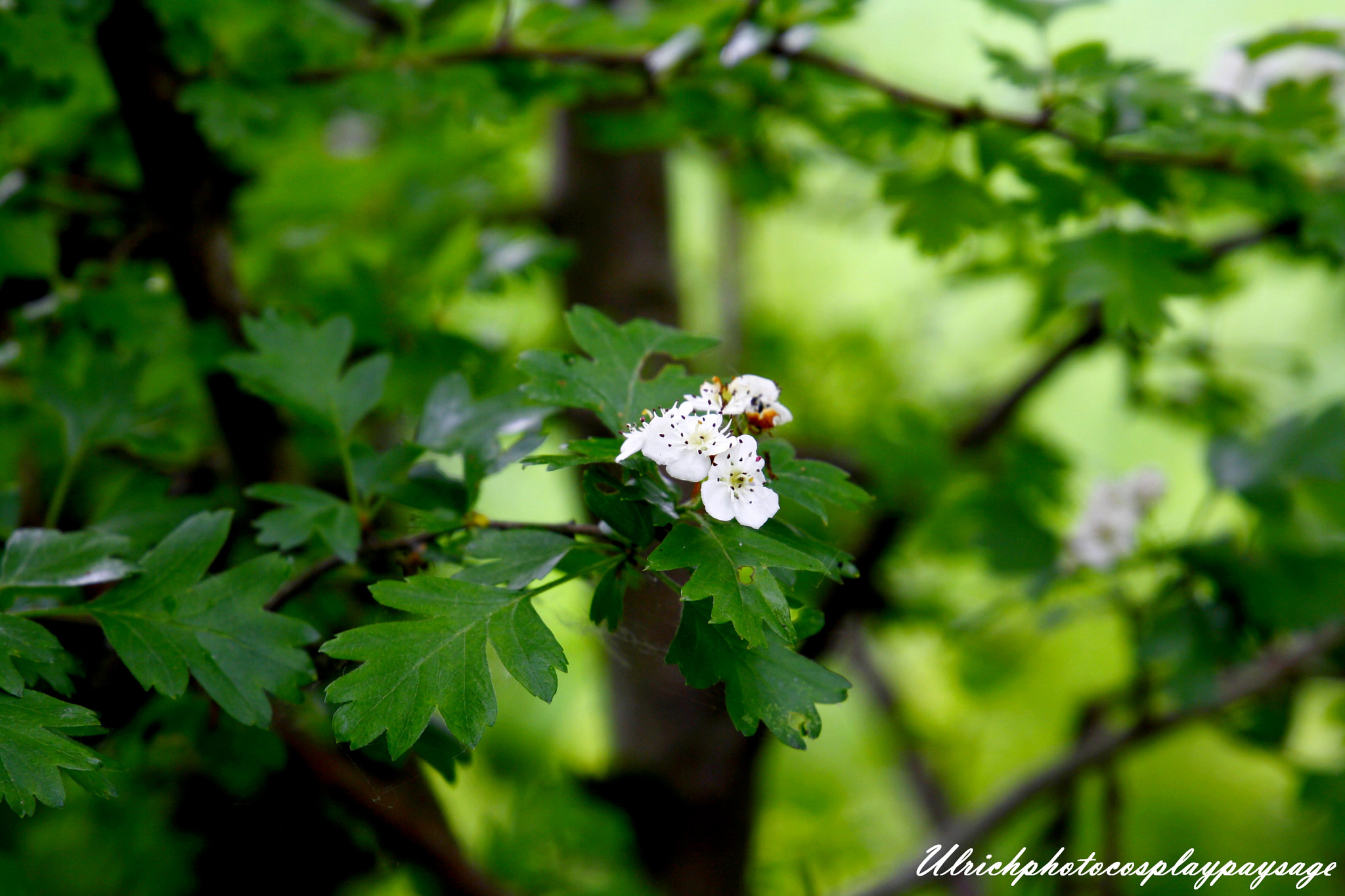 Canon EF 24-105mm F3.5-5.6 IS STM sample photo. Petite fleur blanche photography
