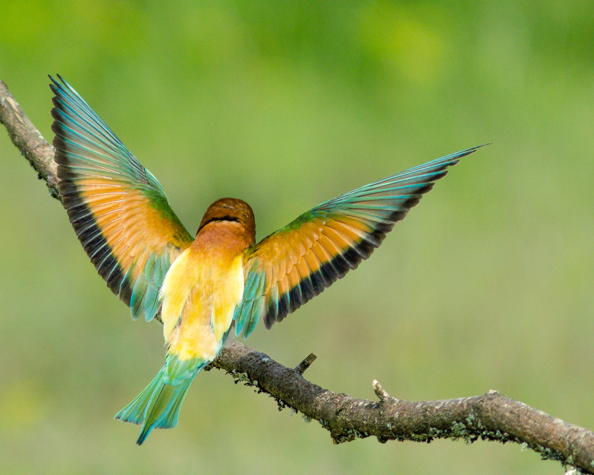 Canon EOS 550D (EOS Rebel T2i / EOS Kiss X4) + Canon EF 300mm F4L IS USM sample photo. Bee-eater photography