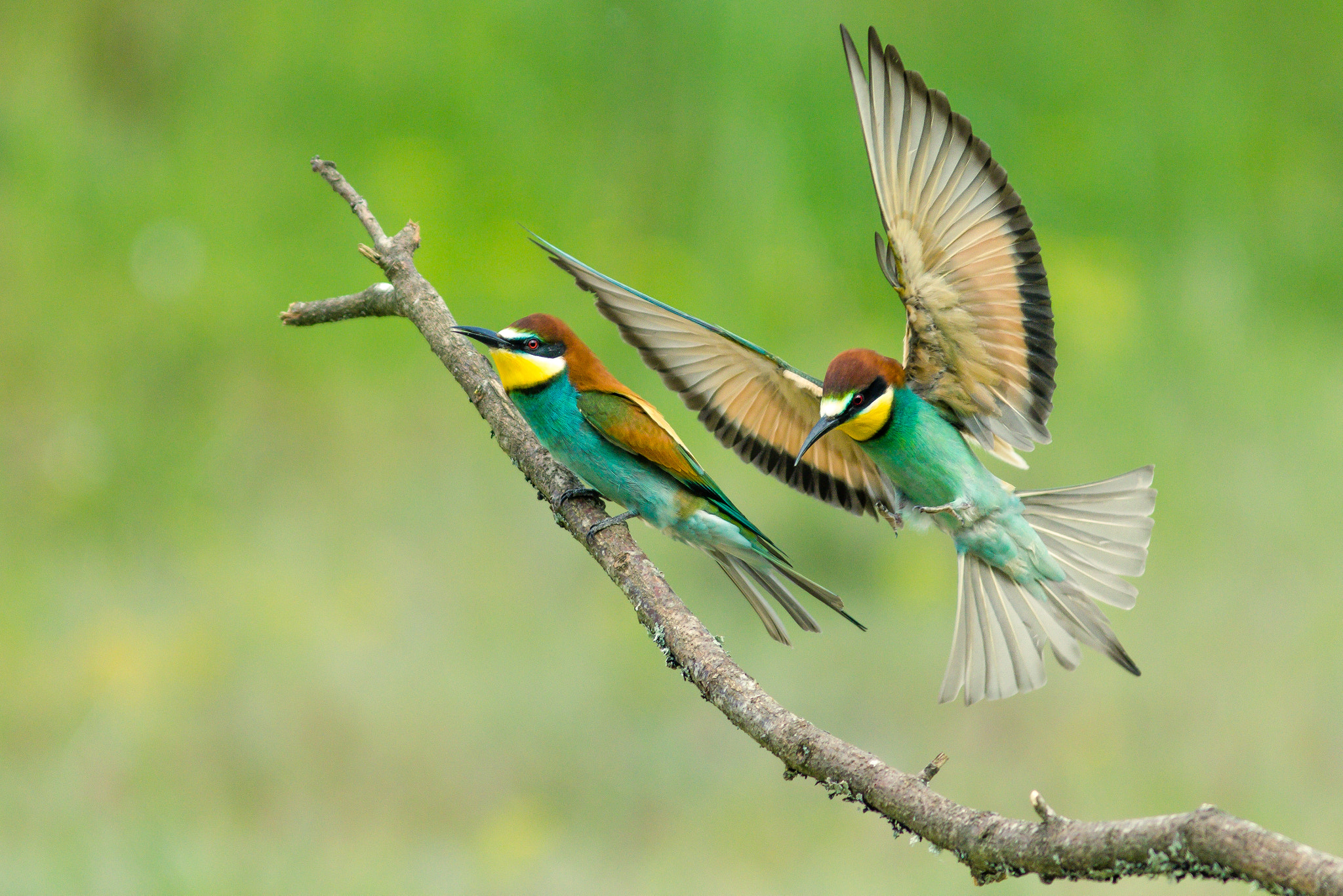 Canon EOS 550D (EOS Rebel T2i / EOS Kiss X4) + Canon EF 300mm F4L IS USM sample photo. Bee-eater photography