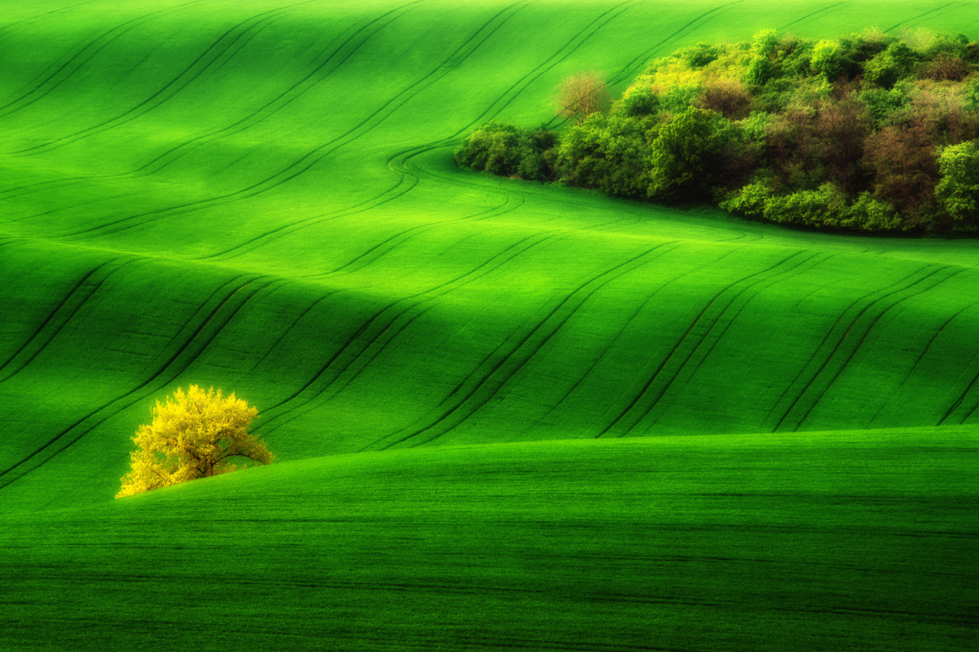 Nikon D5100 + AF Zoom-Nikkor 80-200mm f/4.5-5.6D sample photo. The grass harp photography