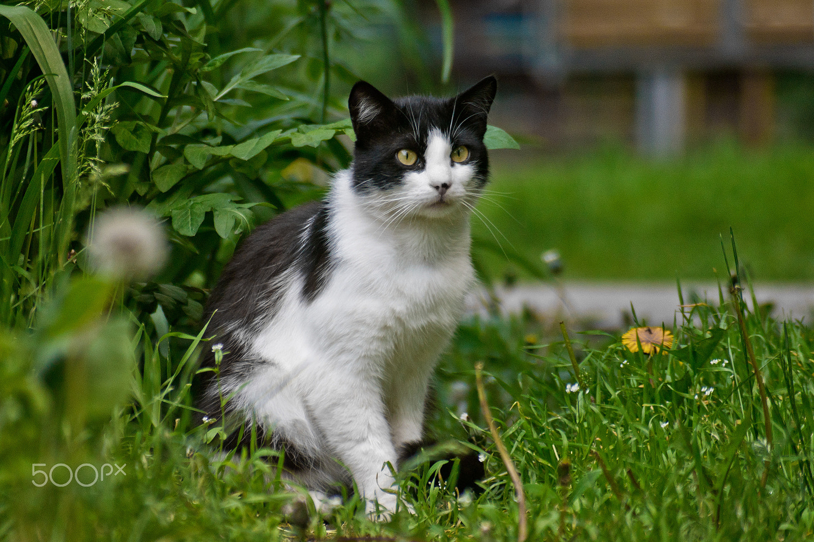 Canon EOS 1100D (EOS Rebel T3 / EOS Kiss X50) + Canon EF 70-210mm f/4 sample photo. Dramatic cat photography