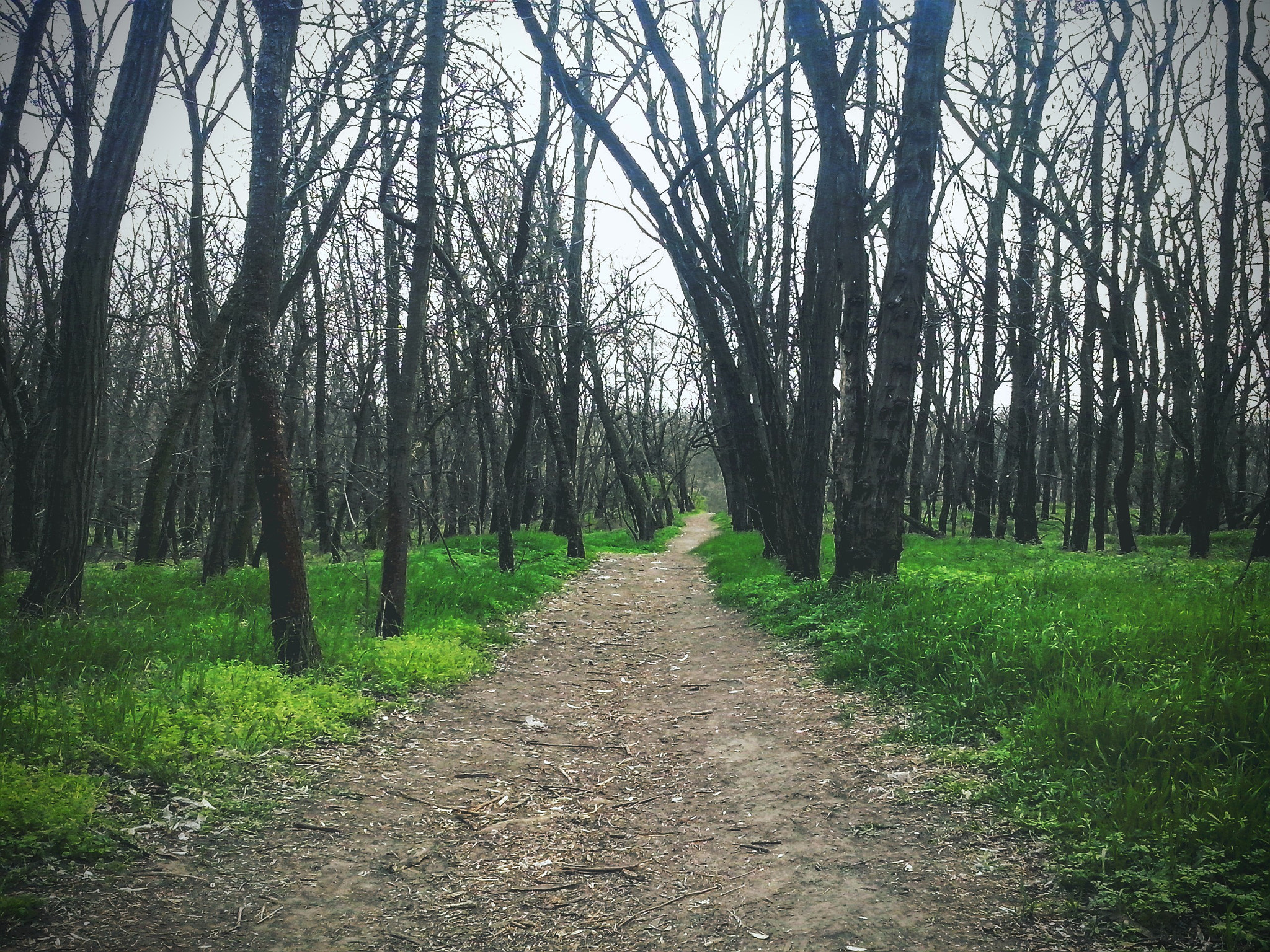 LG OPTIMUS L5 II sample photo. Forest photography