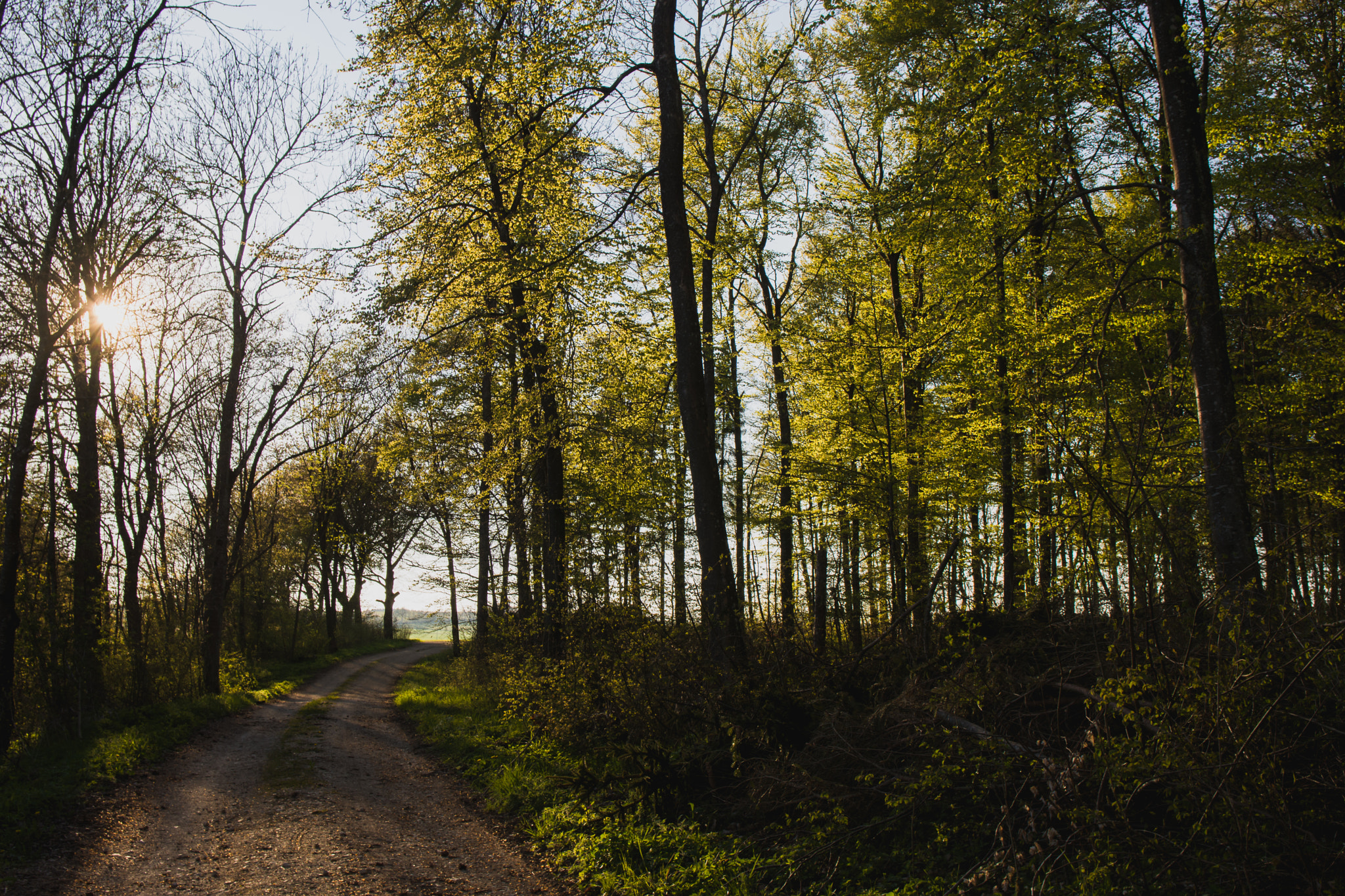 Nikon D7200 + Sigma 17-70mm F2.8-4 DC Macro OS HSM | C sample photo. Bright forest photography