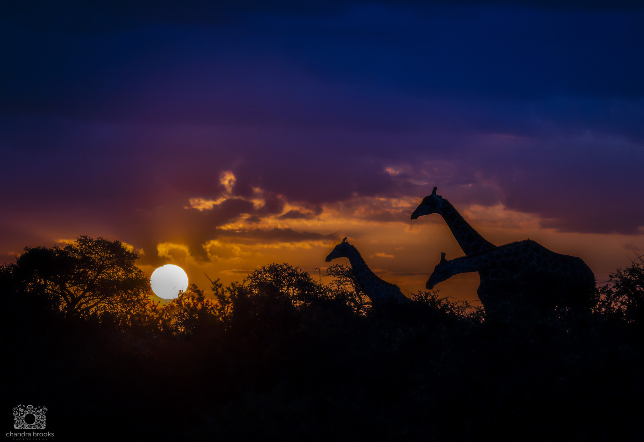 Sigma 150-600mm F5-6.3 DG OS HSM | C sample photo. Good night sun photography