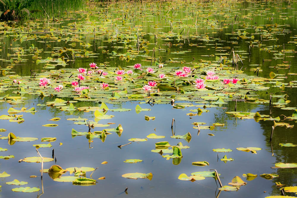 Canon EF 75-300mm f/4-5.6 USM sample photo. Flor en agua photography